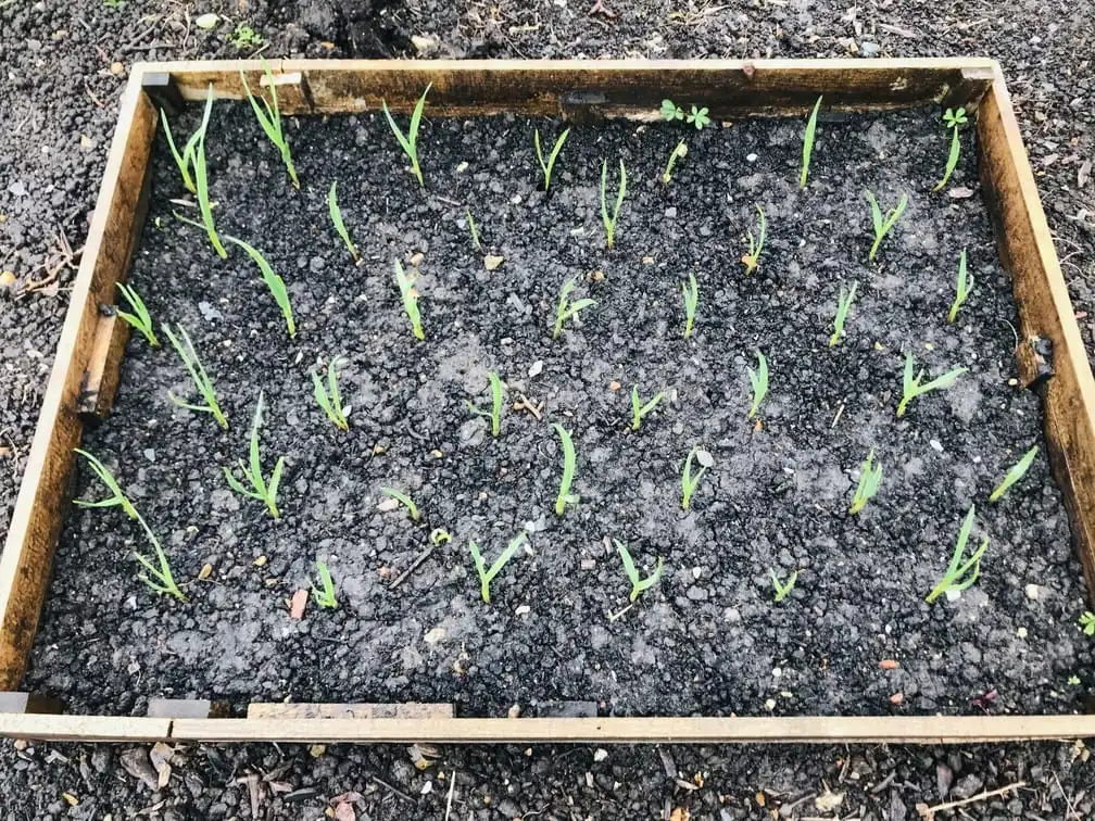 Garlic growing well