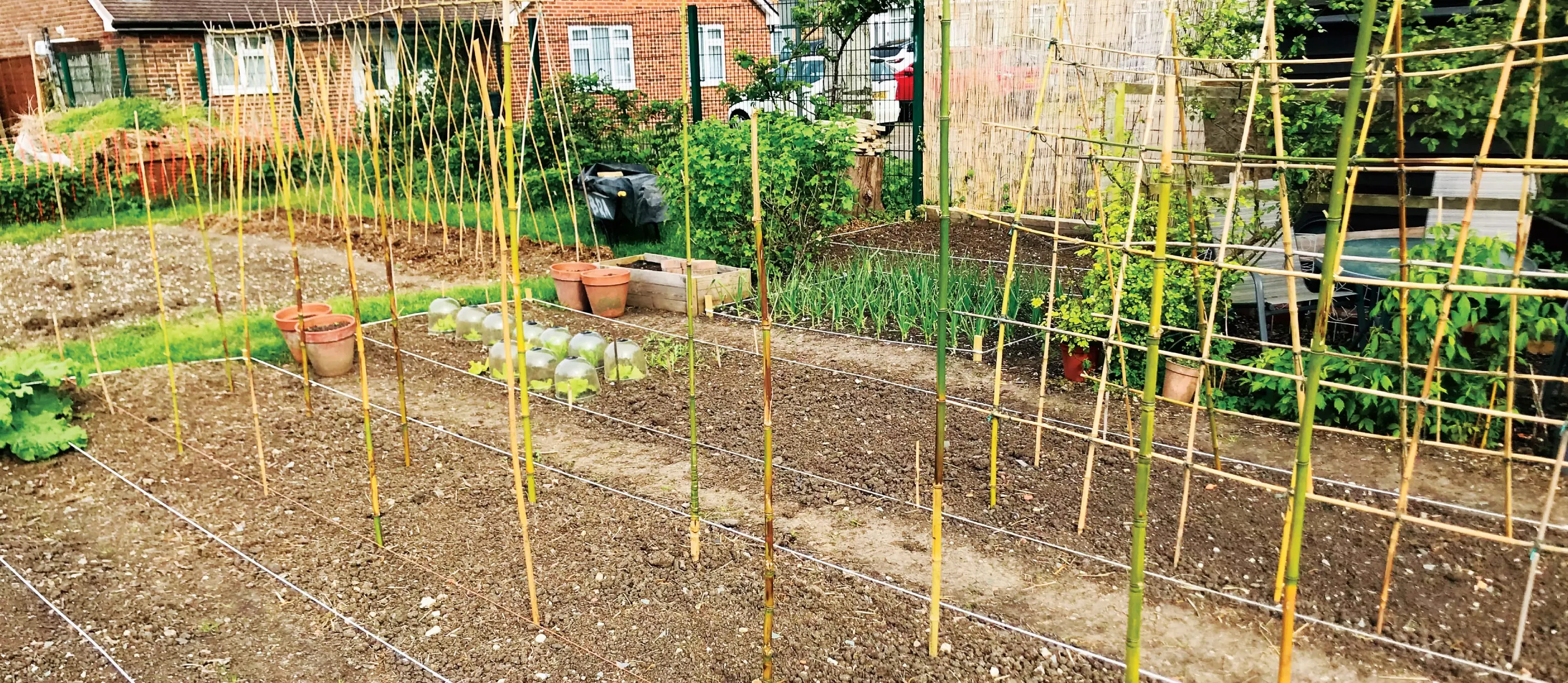 Cucumber trellis and tomato canes