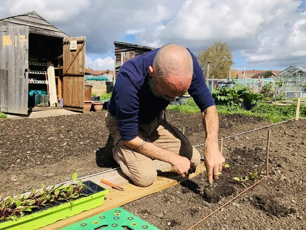 Planting Beetroot at the allotment