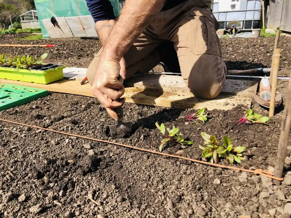 Planting Beetroot at the allotment