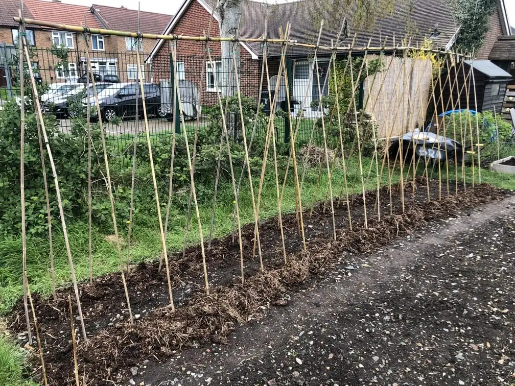 Building a runner bean frame at the allotment