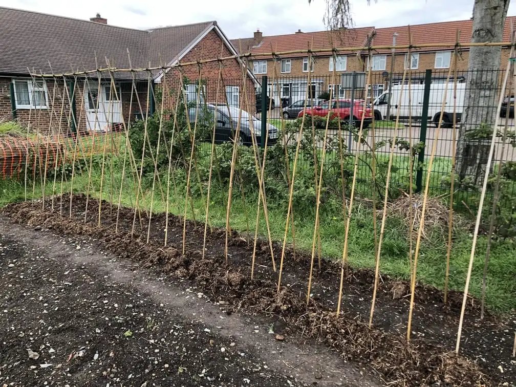 Building a runner bean frame at the allotment