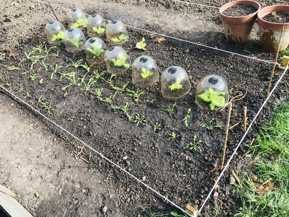 Planting out lettuce