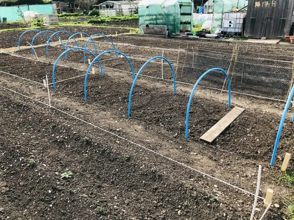 Hoops for cabbages at allotment