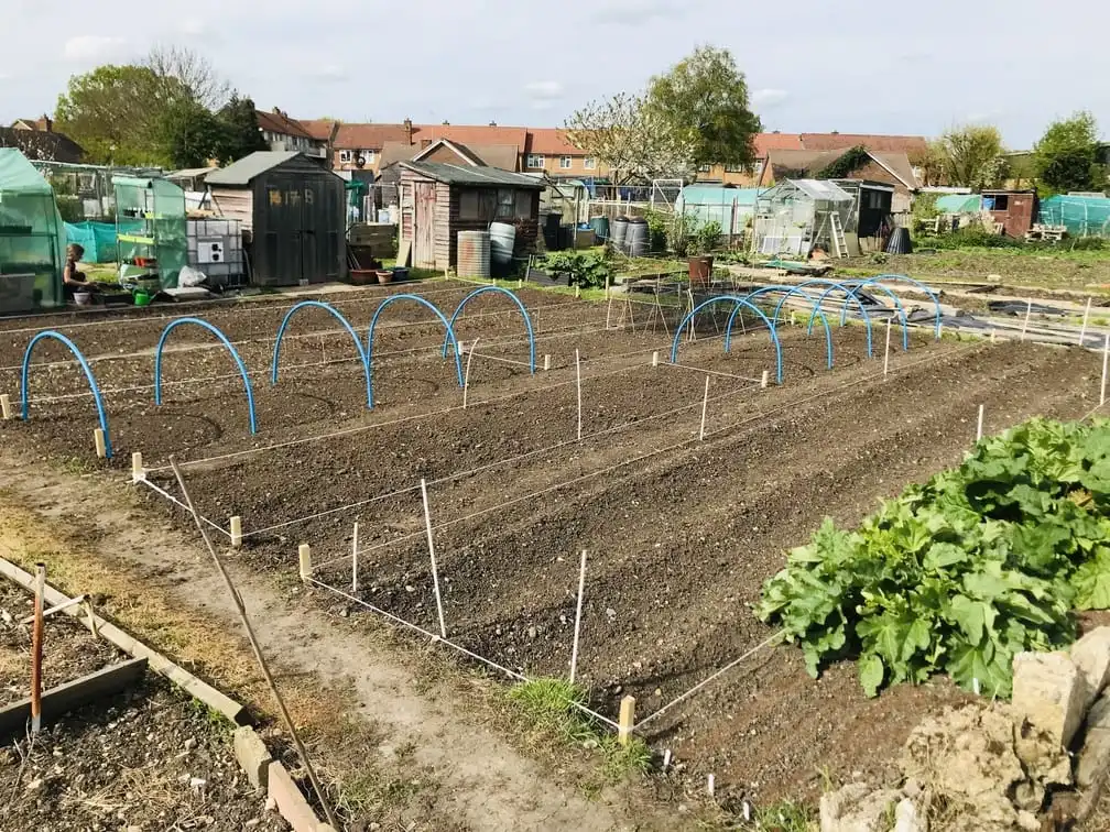 Hoops for cabbages at allotment