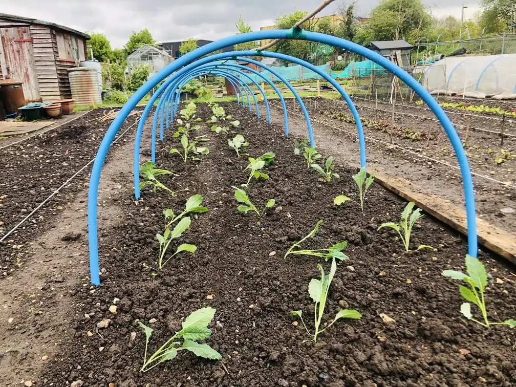 Planting out cabbgaes on allotment