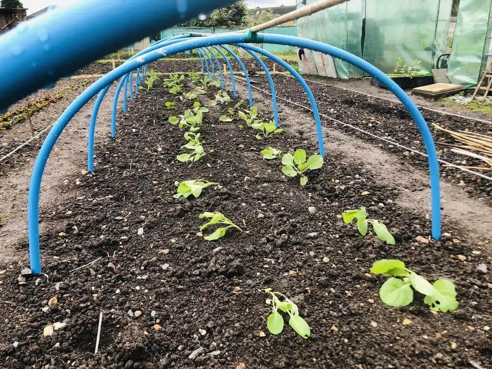 Planting out cabbages on allotment