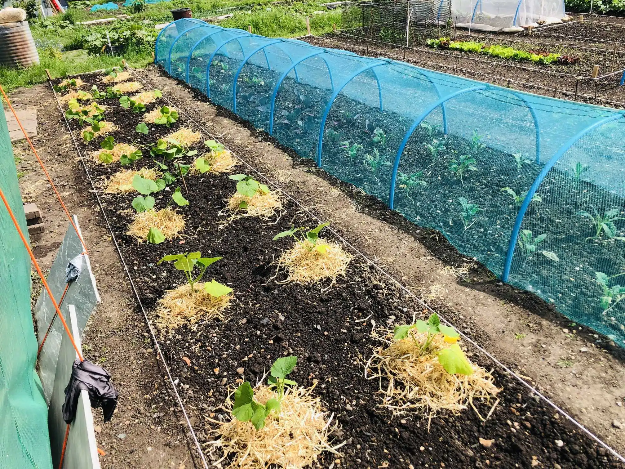 Courgettes planted at the allotment