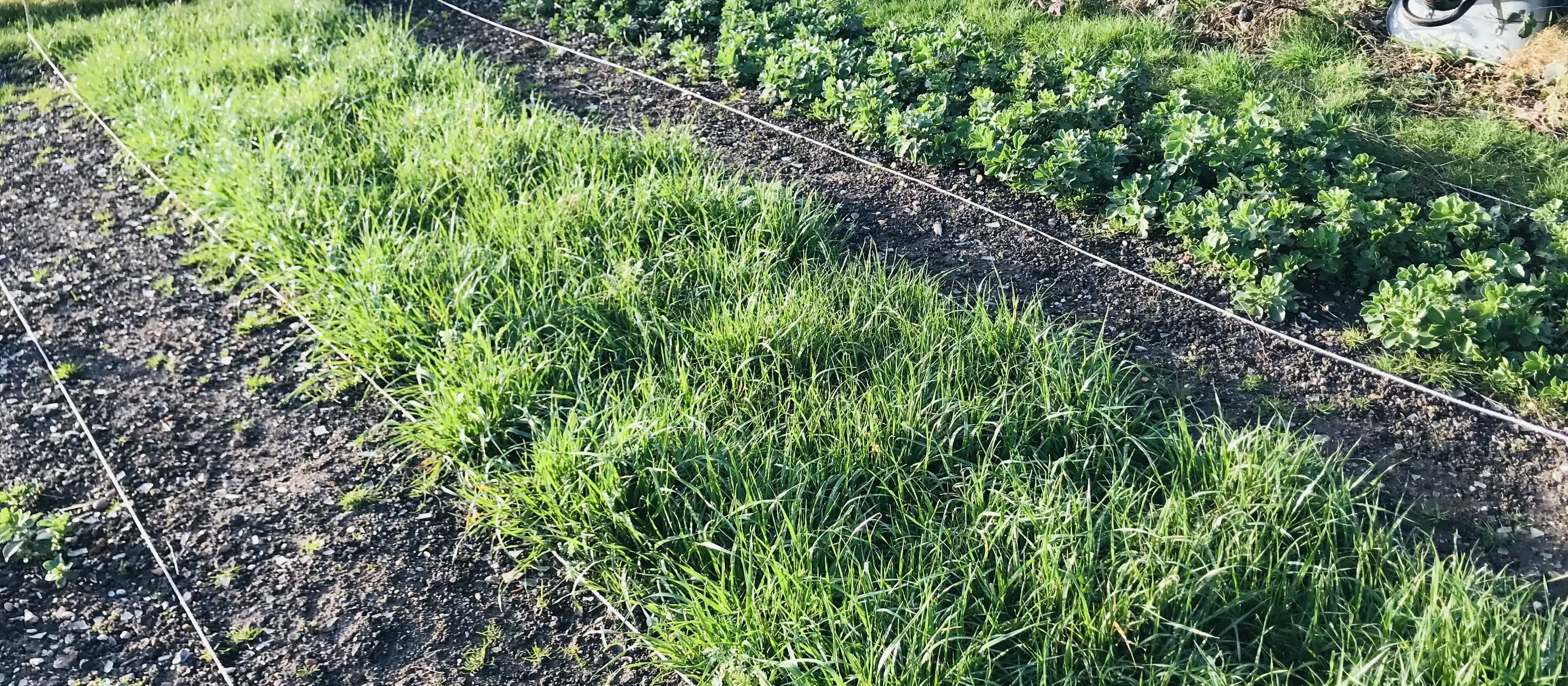 Grazing rye ready to be dug in as a green manure