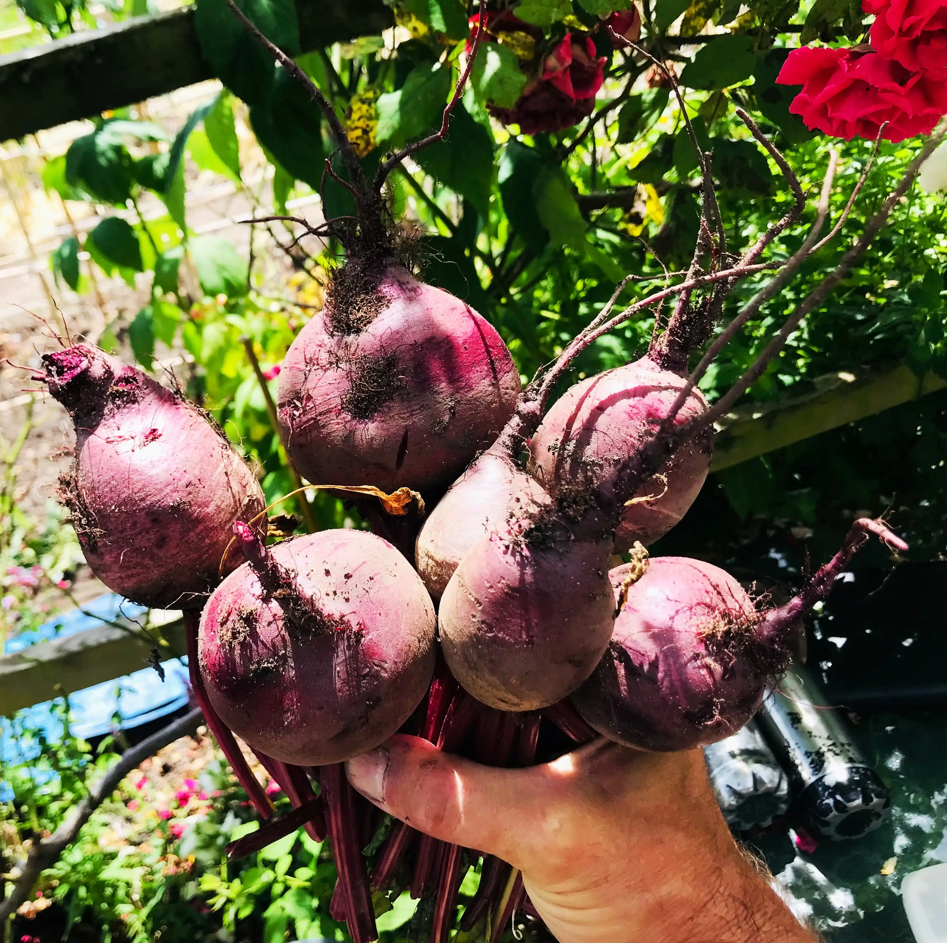 We did well with multi-sown beetroot but struggled with much of our direct sown... Bunch of beetroot from allotment