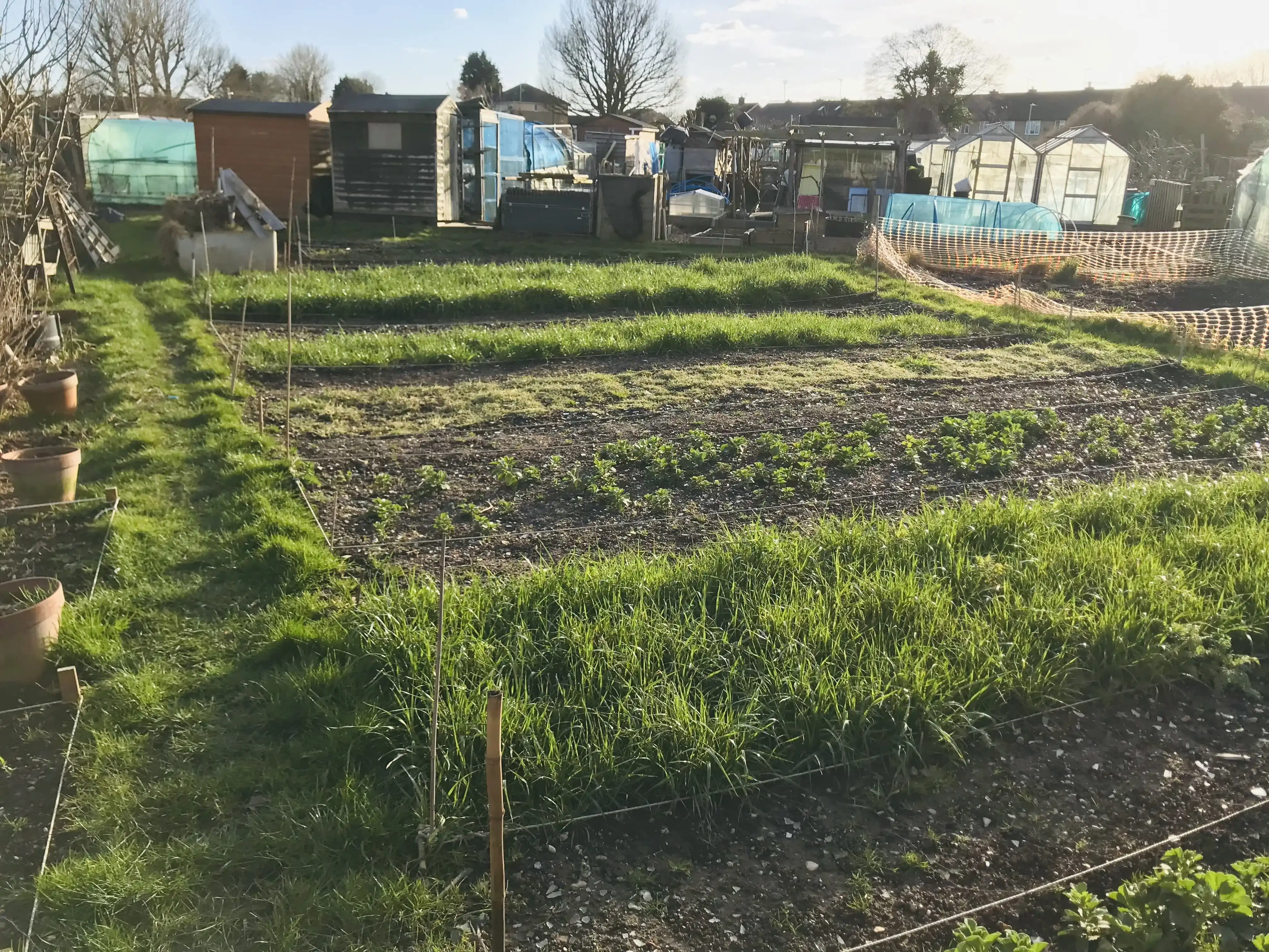 Our baby sitting plot with field beans, grazing rye and crimson clover cover crops Cover crops on an allotment