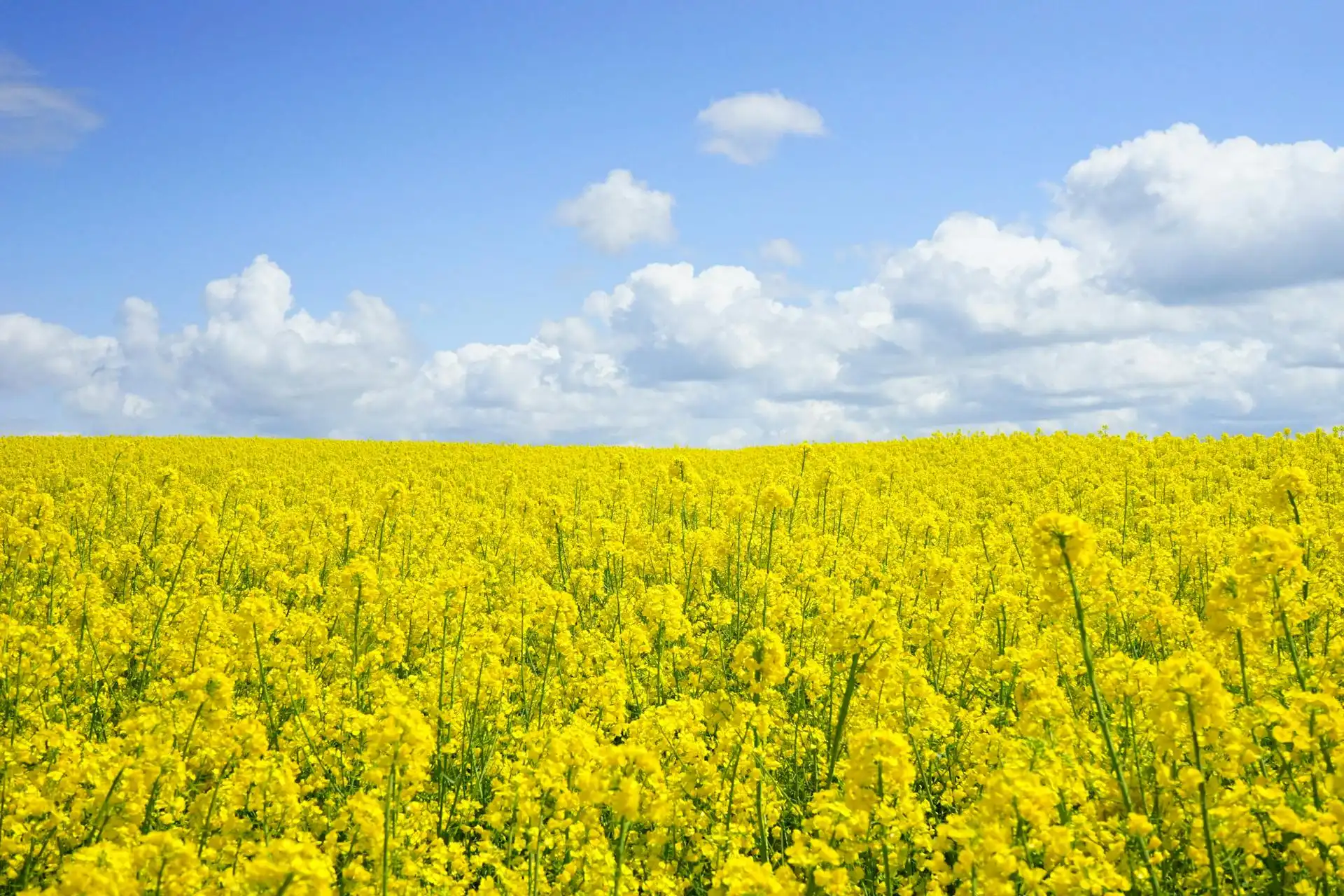 This is not our mustard!!! Mustard cover crop