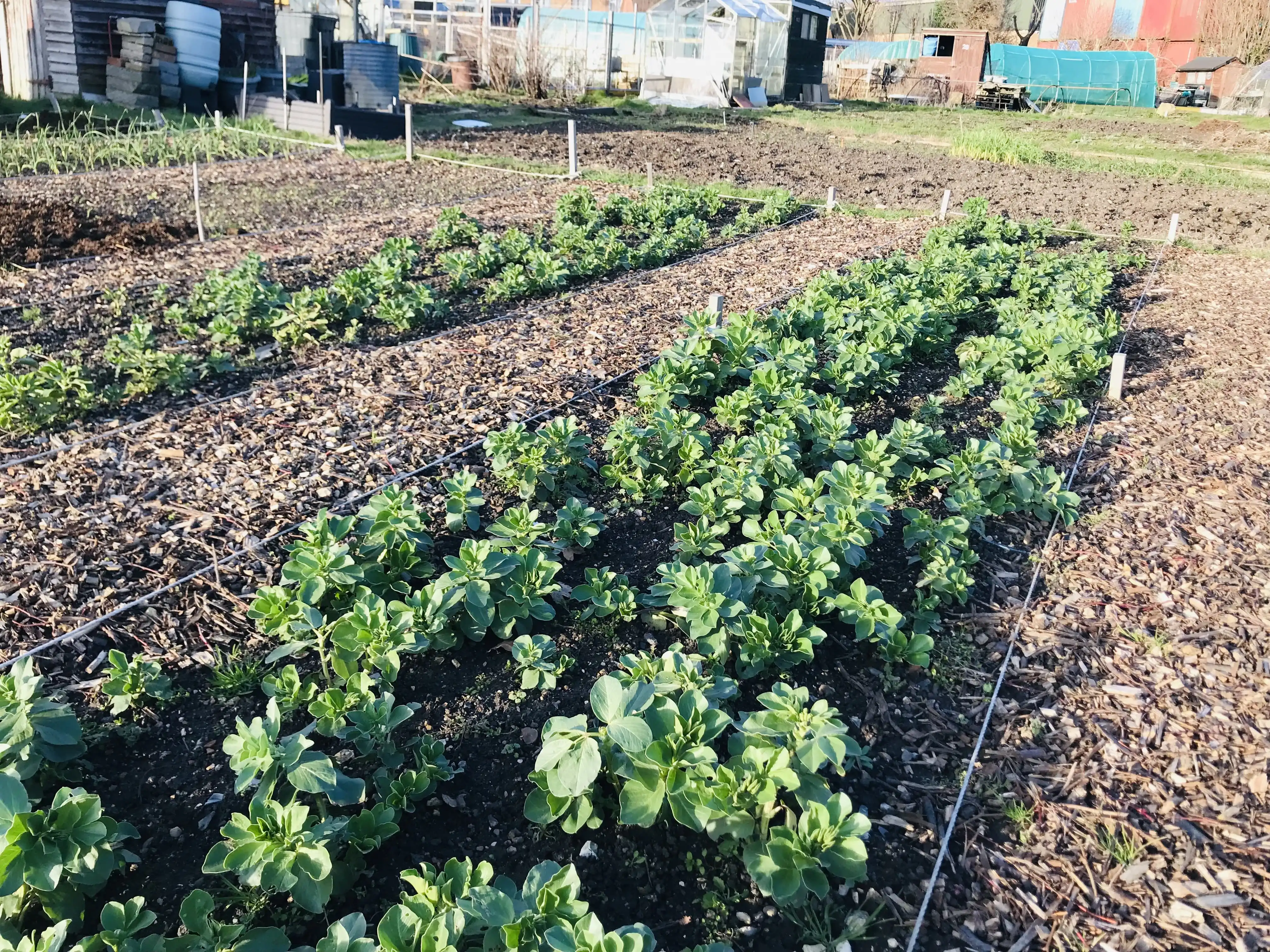 Field beans on our second plot Field beans on the allotment