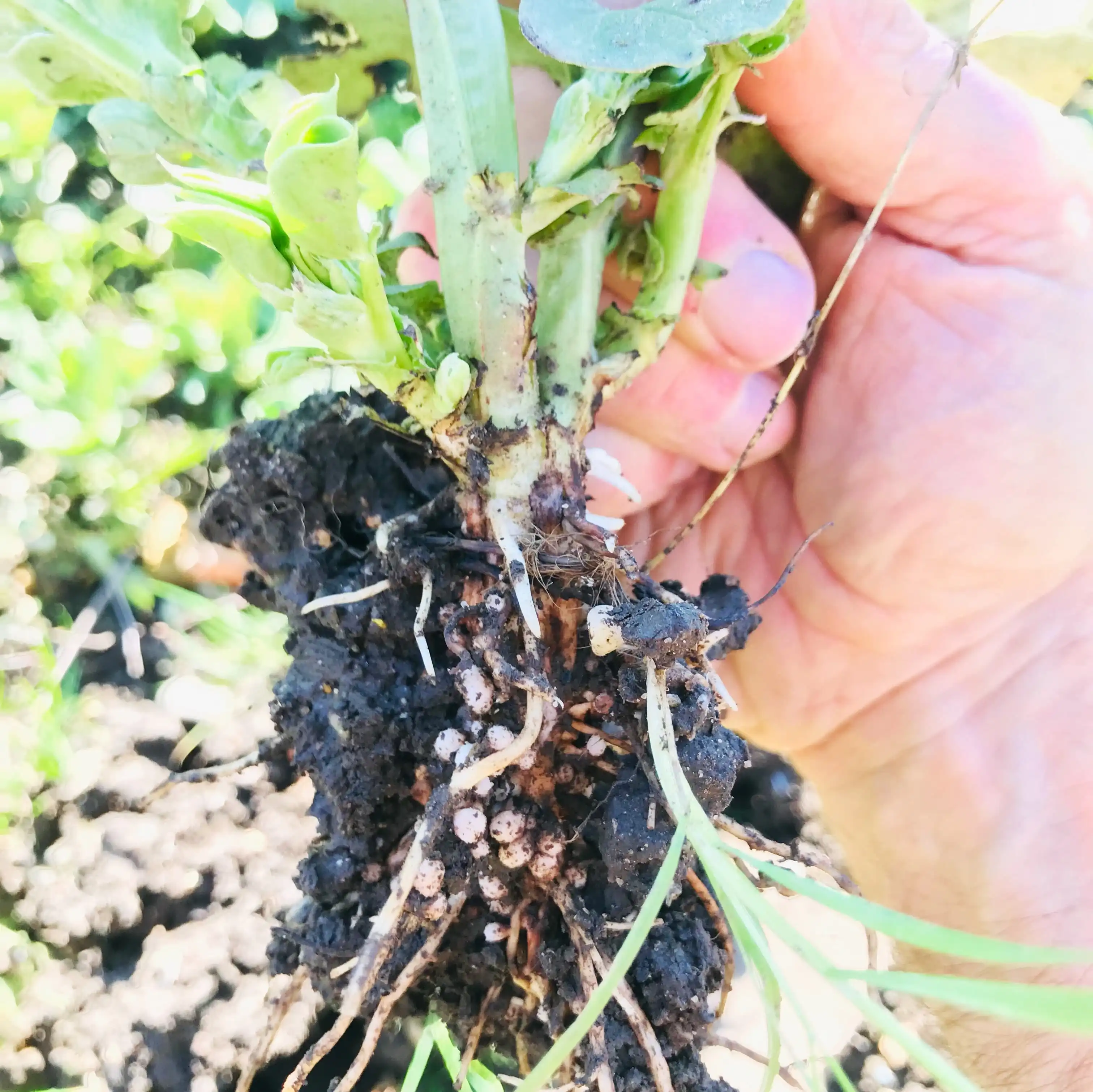 Nitrogen under field bean cover crop