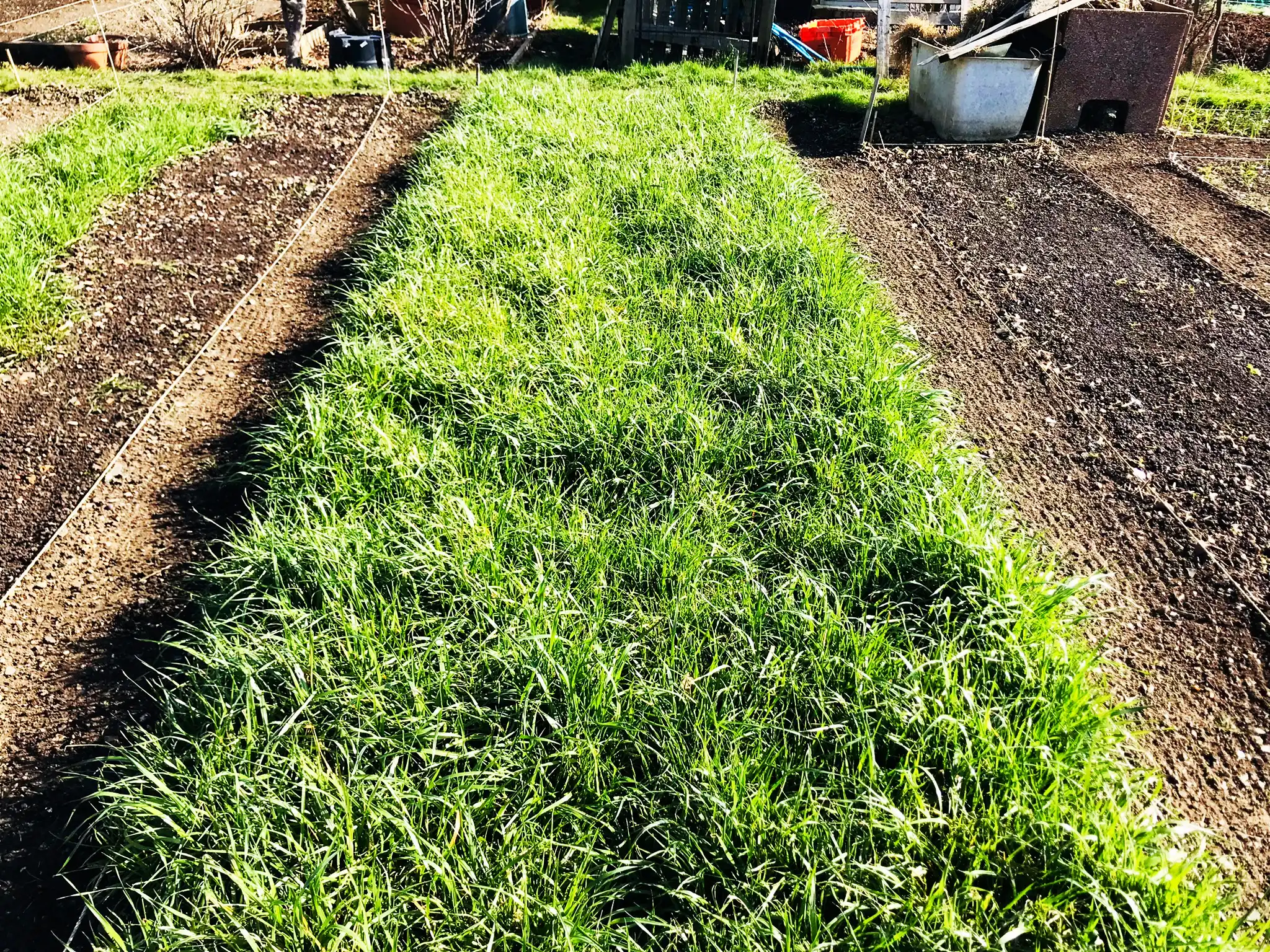 Grazing rye on allotment plot before digging in Grazing rye on allotment plot