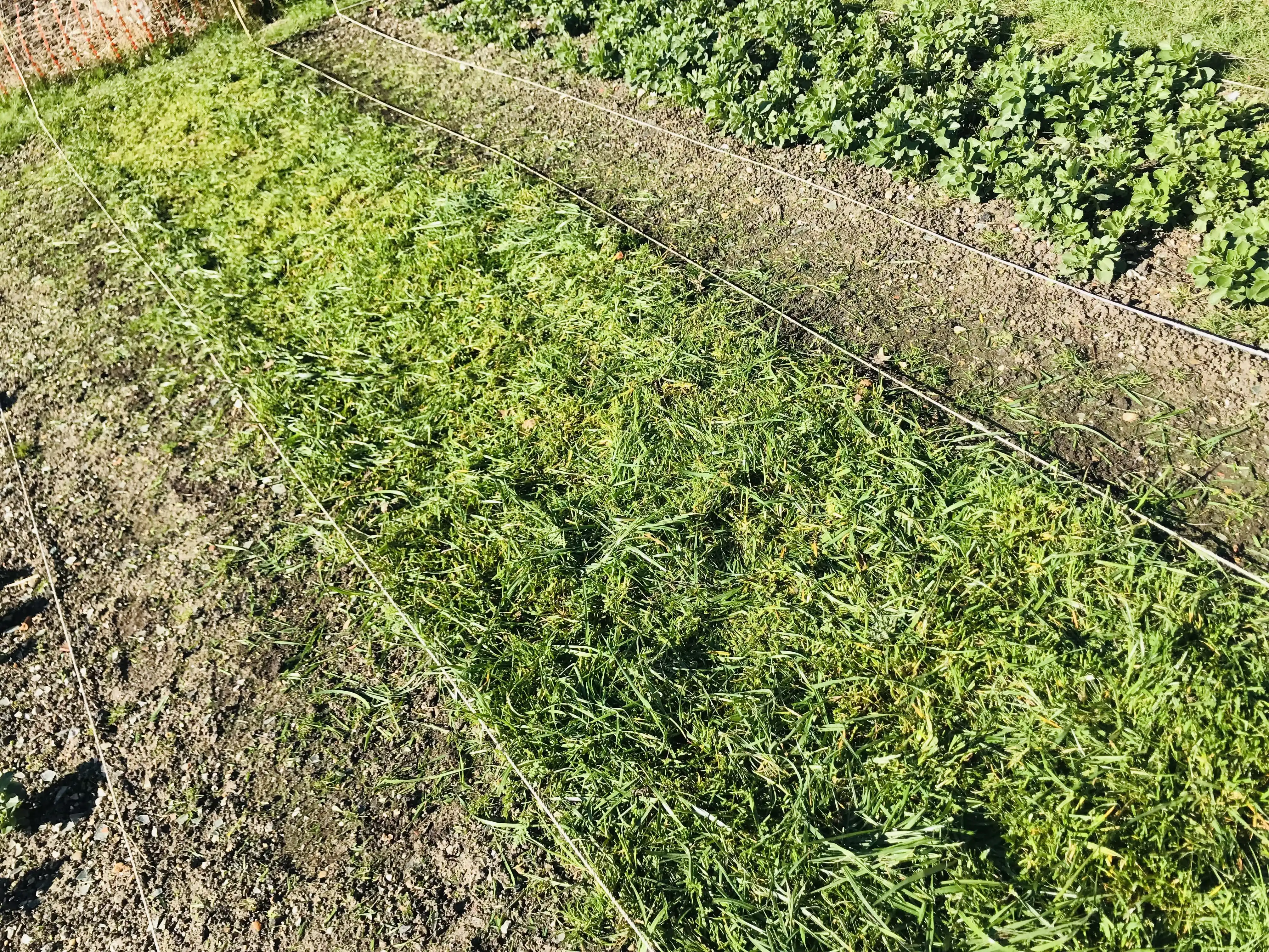 Grazing rye killed and dug in on allotment plot