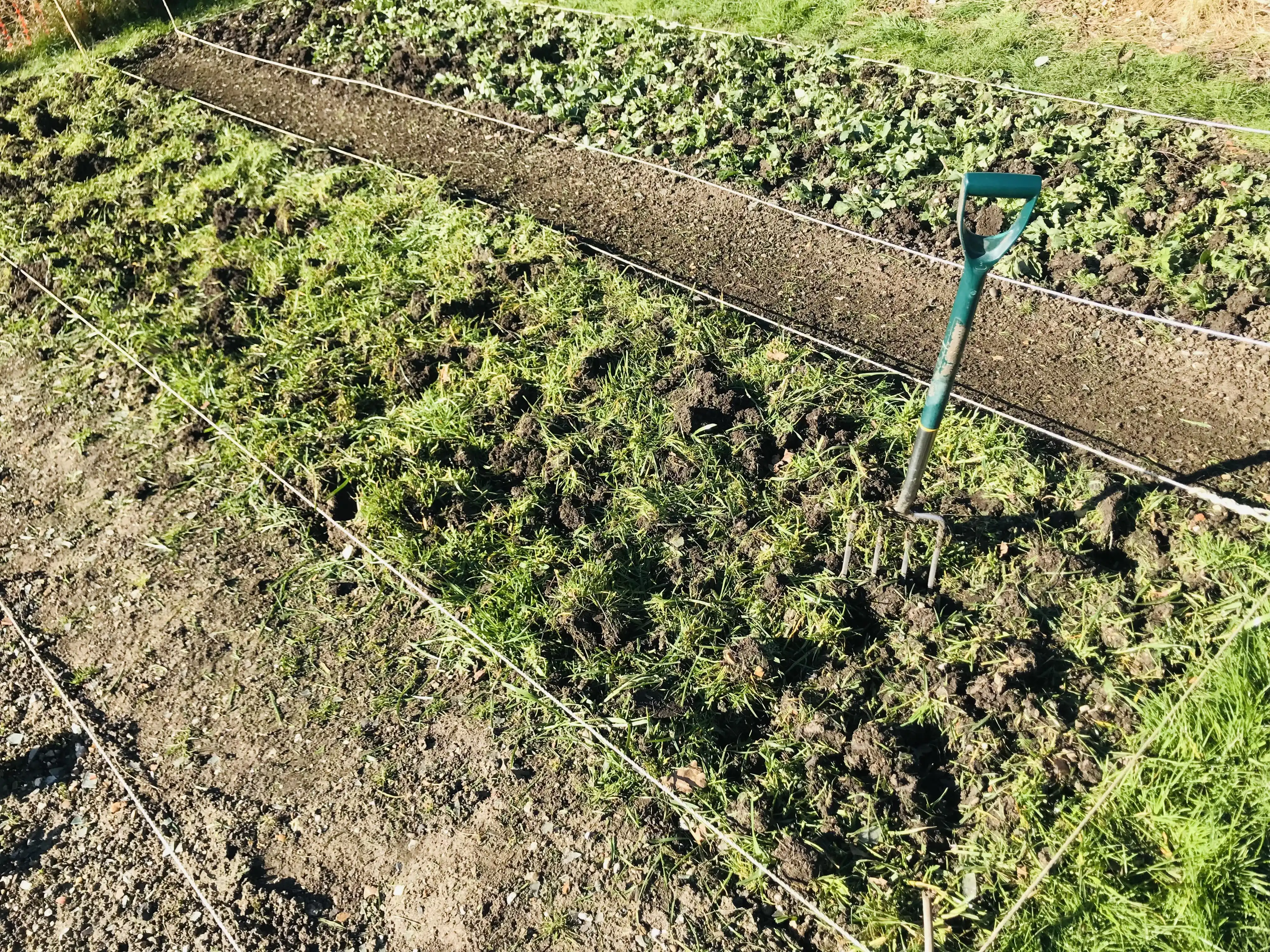 Grazing rye killed and dug in on allotment plot