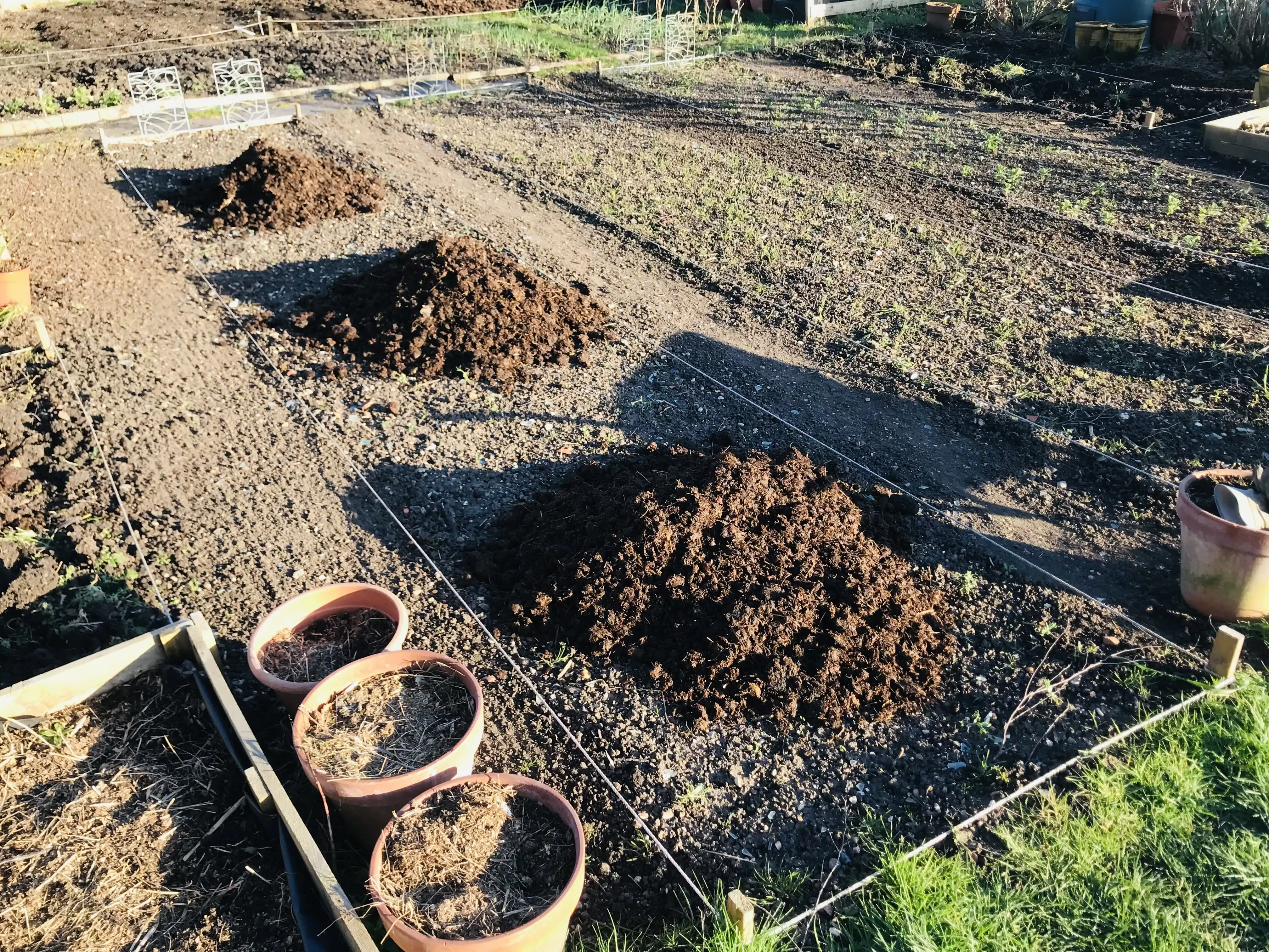 Fresh manure where our peppers, aubergines will be going Three piles of manure on allotment plot
