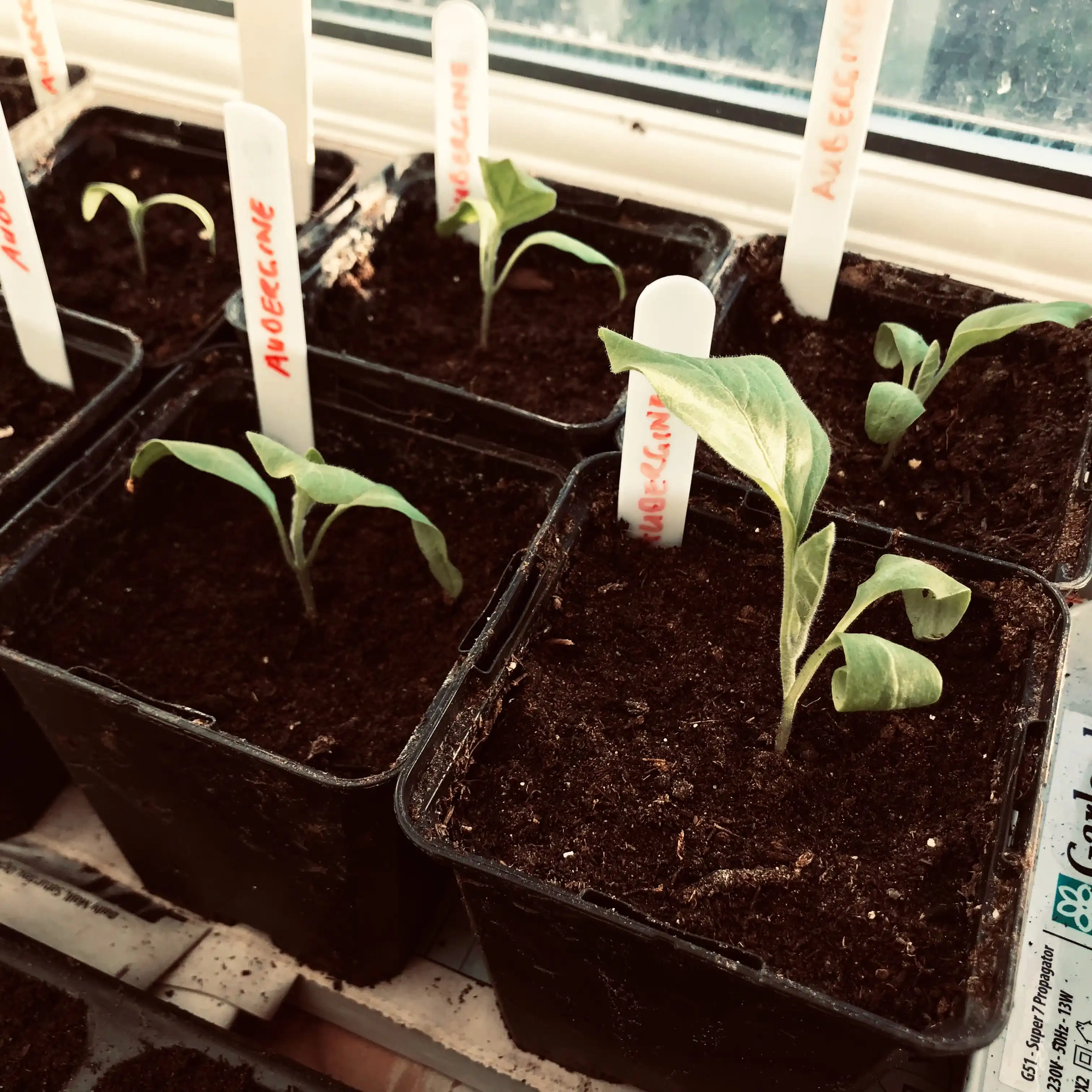 Manure on allotment bed