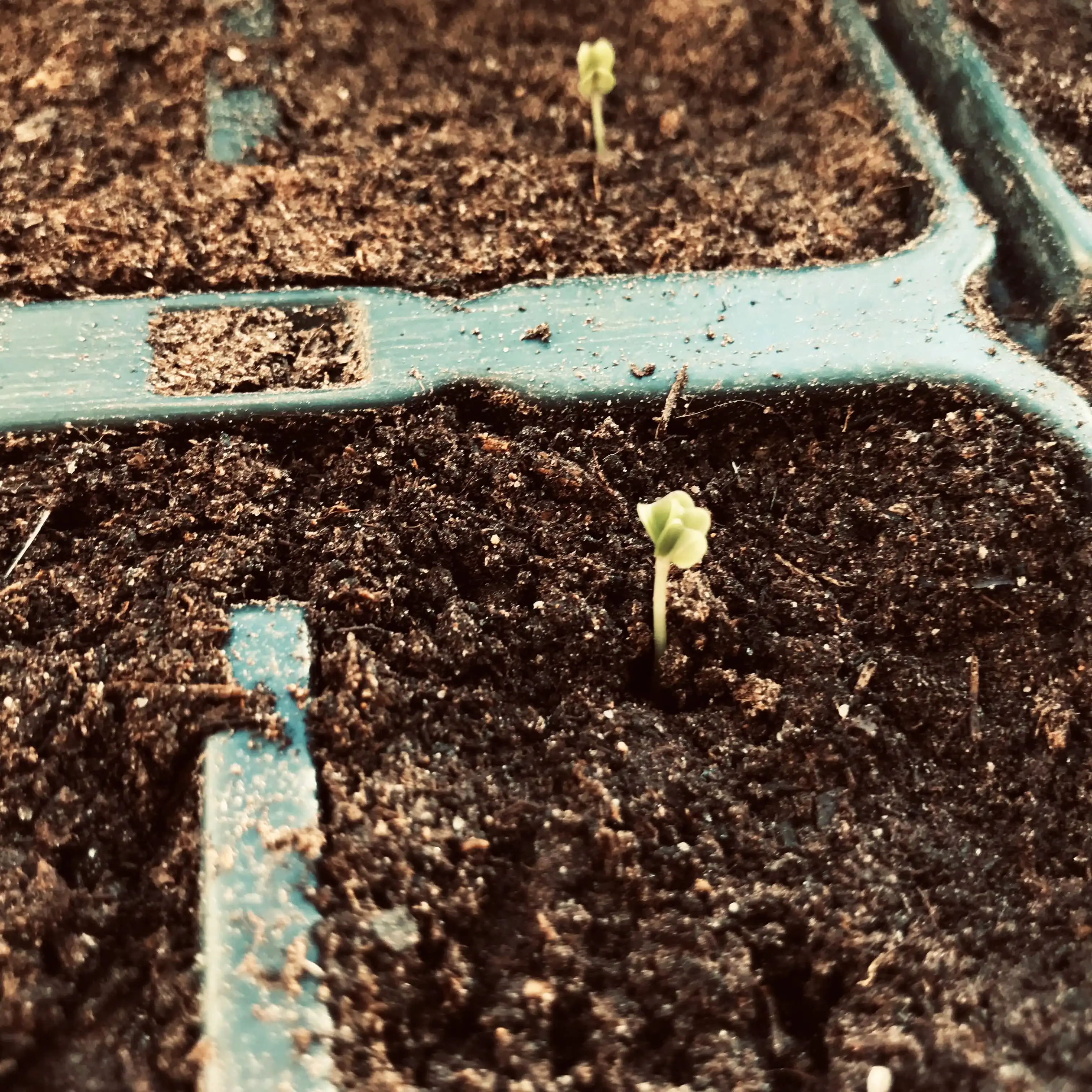 Our Kale germinated on the windowsill within a few days! Manure and cover crops on allotment beds