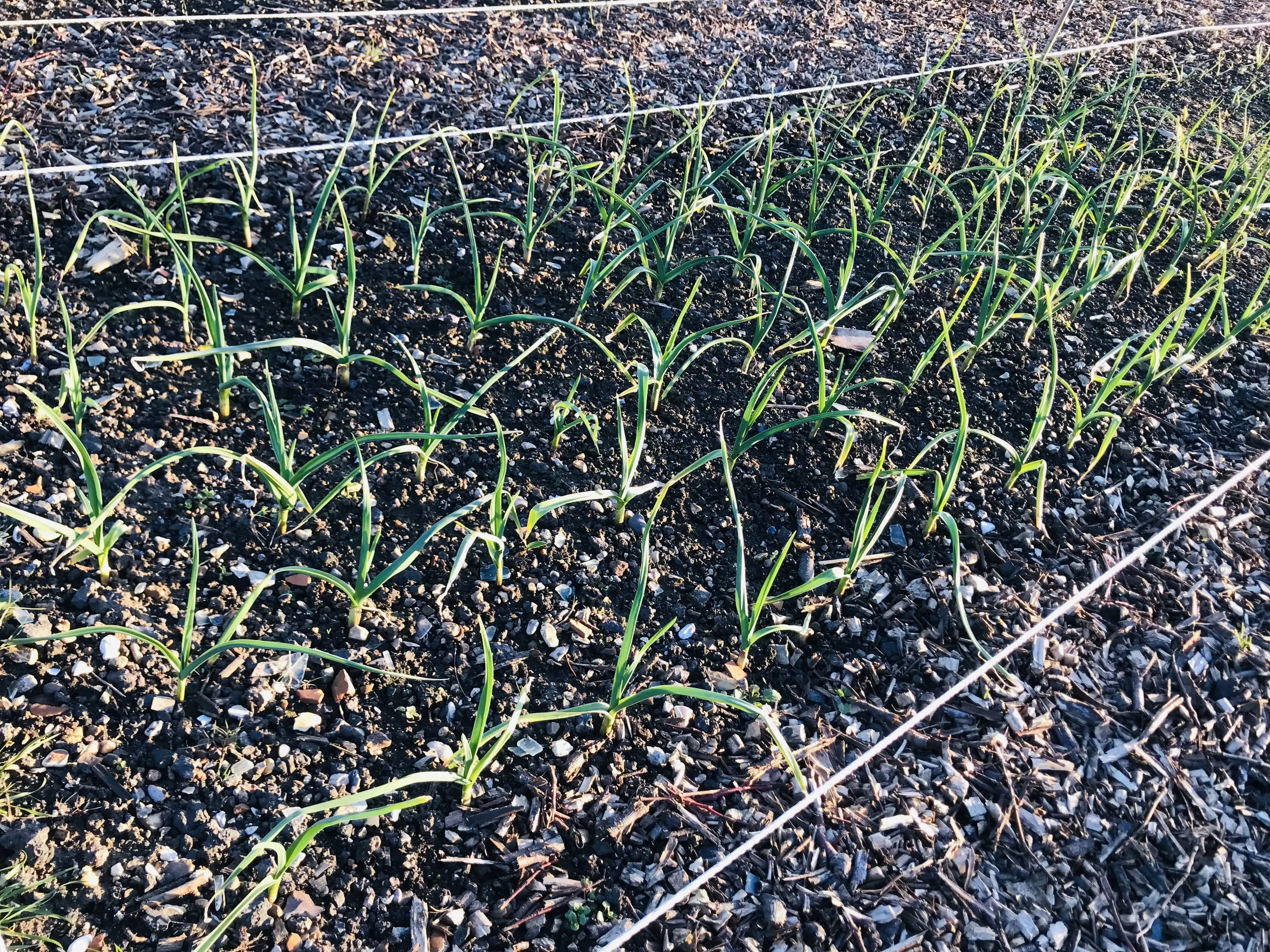 Garlic & onions on the allotment plot Garlic on allotment plot
