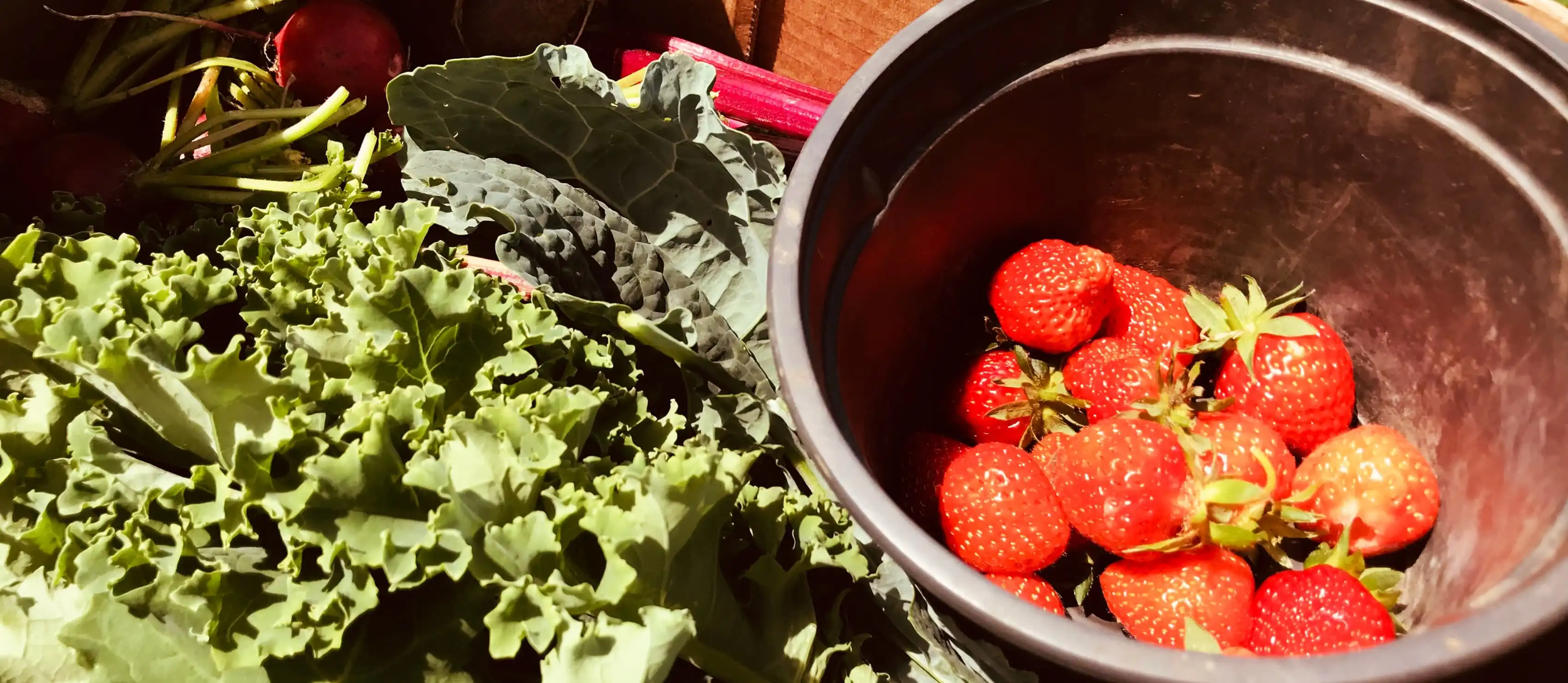 First pickings of strawberries, kale, radish.