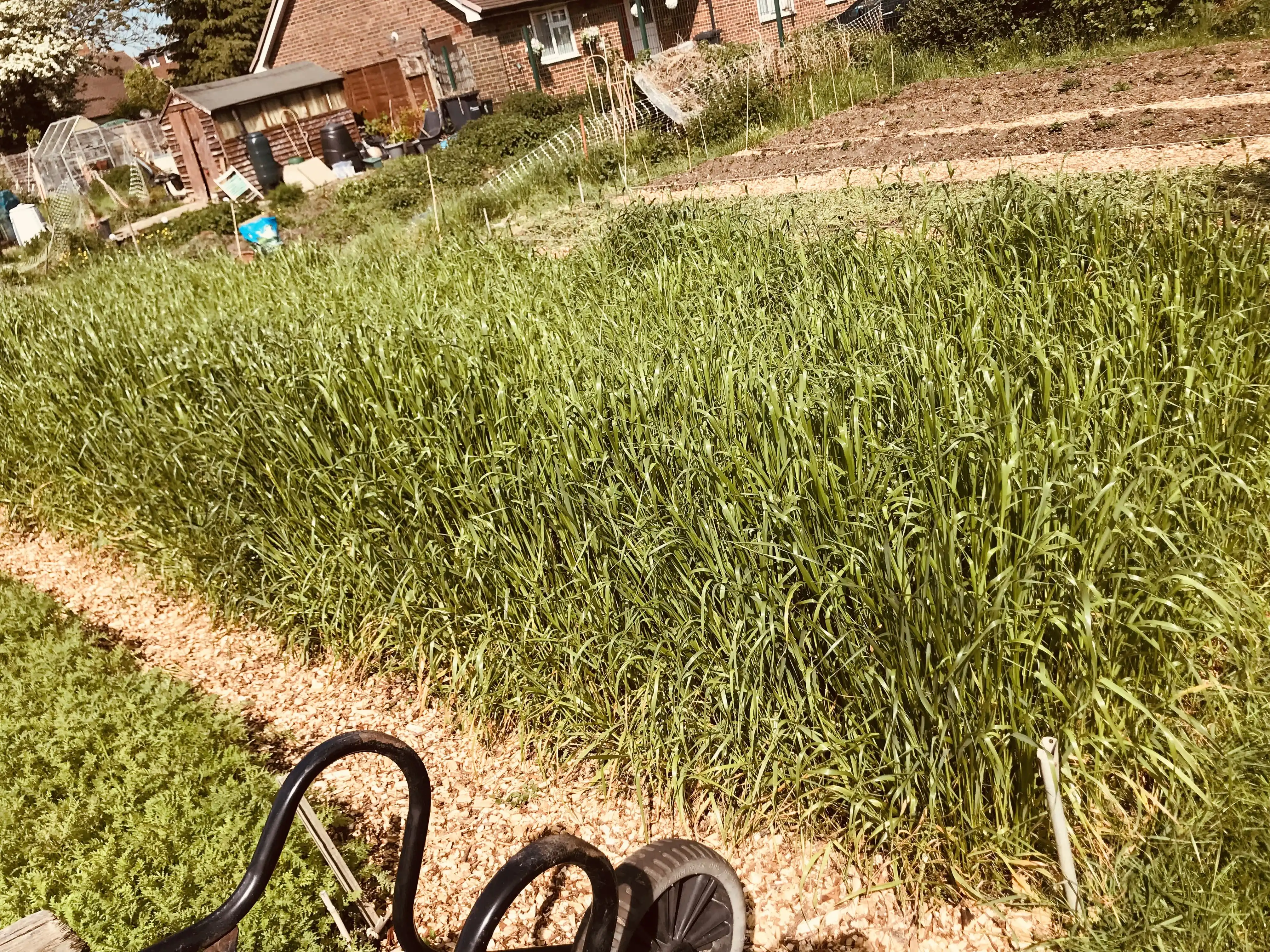 Italian ryegrass before cutting down as cover crop Italian ryegrass before cutting down as cover crop