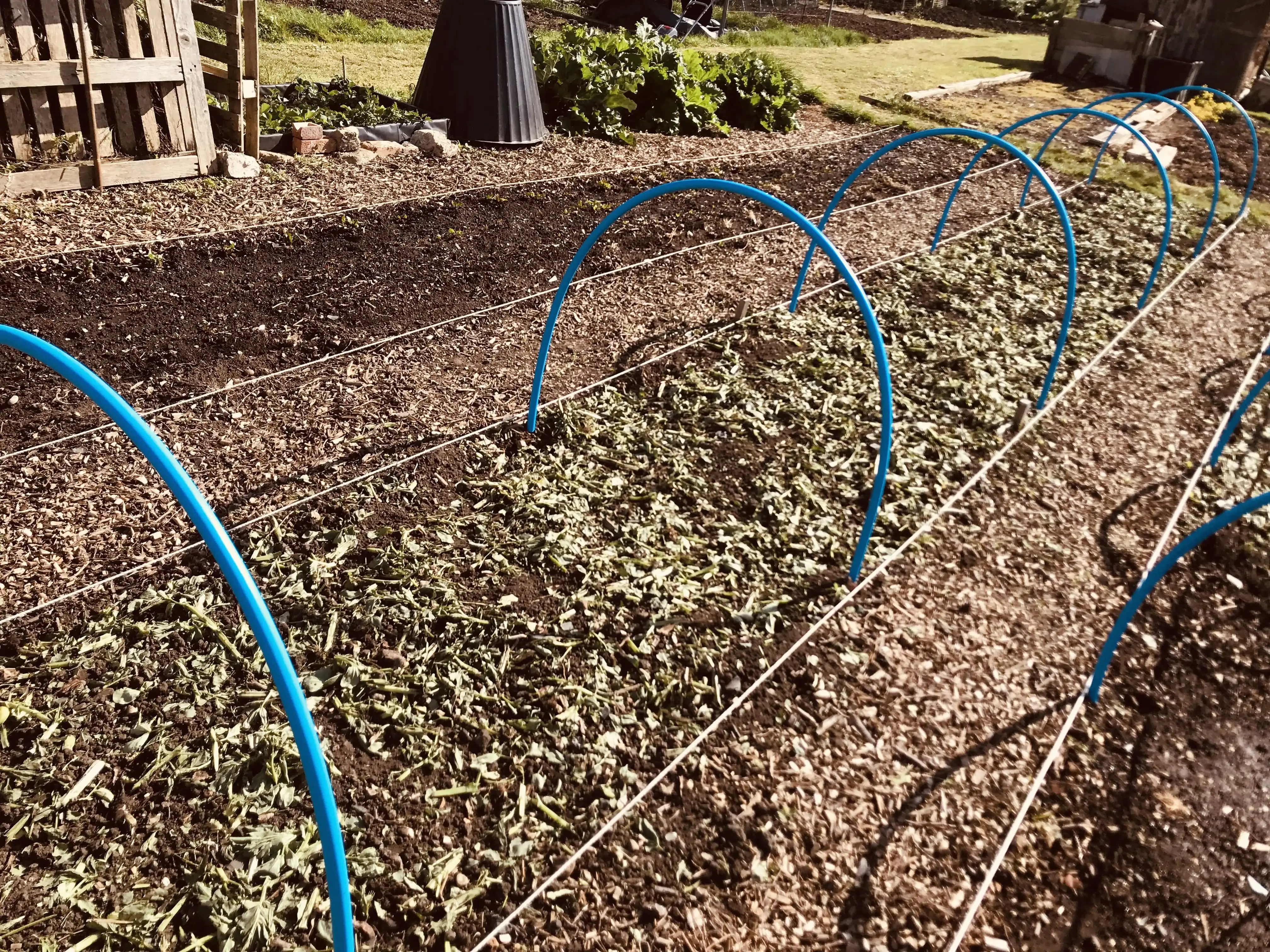 Field beans after cutting down as cover crop