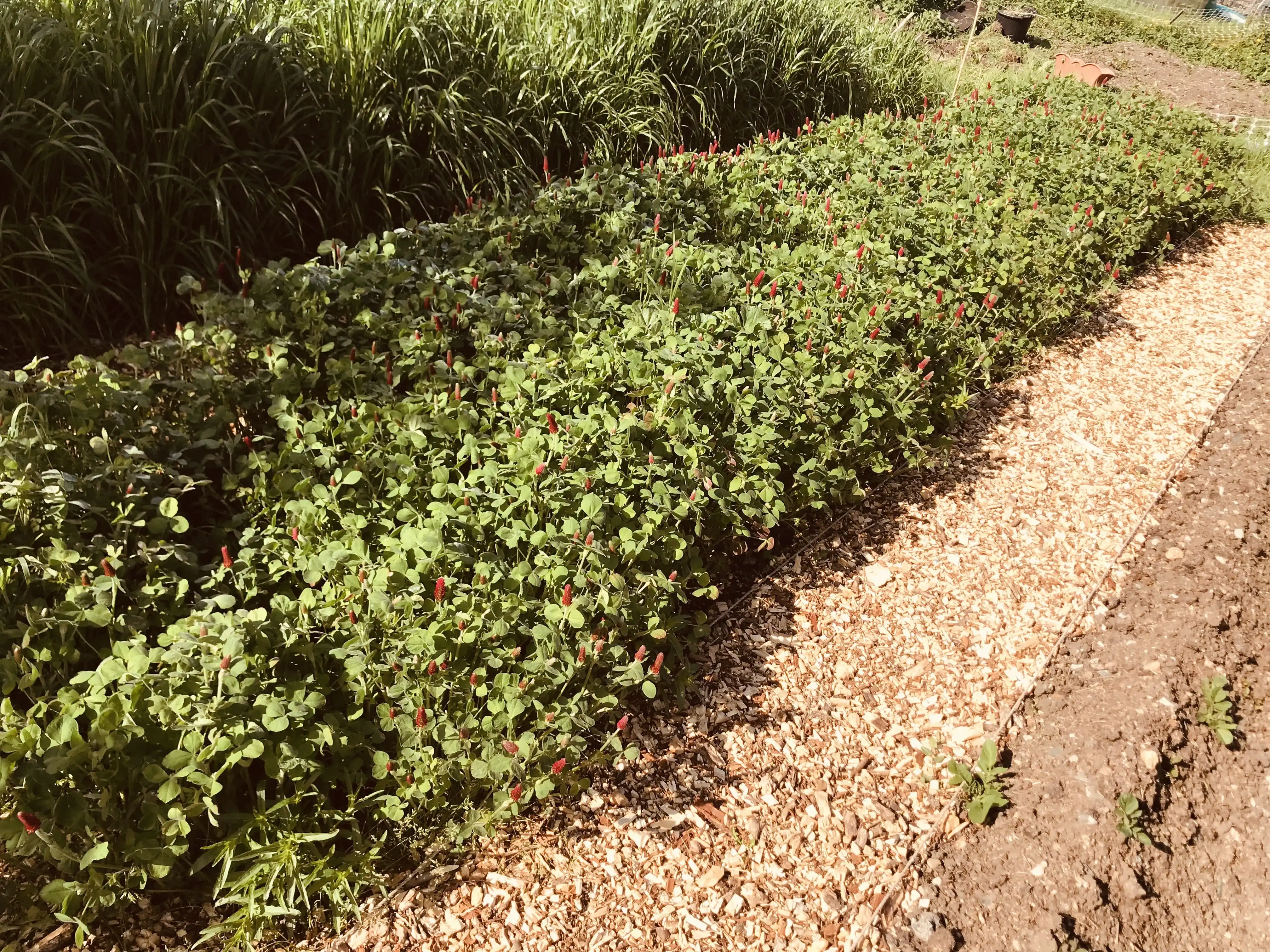 Crimson clover before cutting down as cover crop Crimson clover before cutting down as cover crop