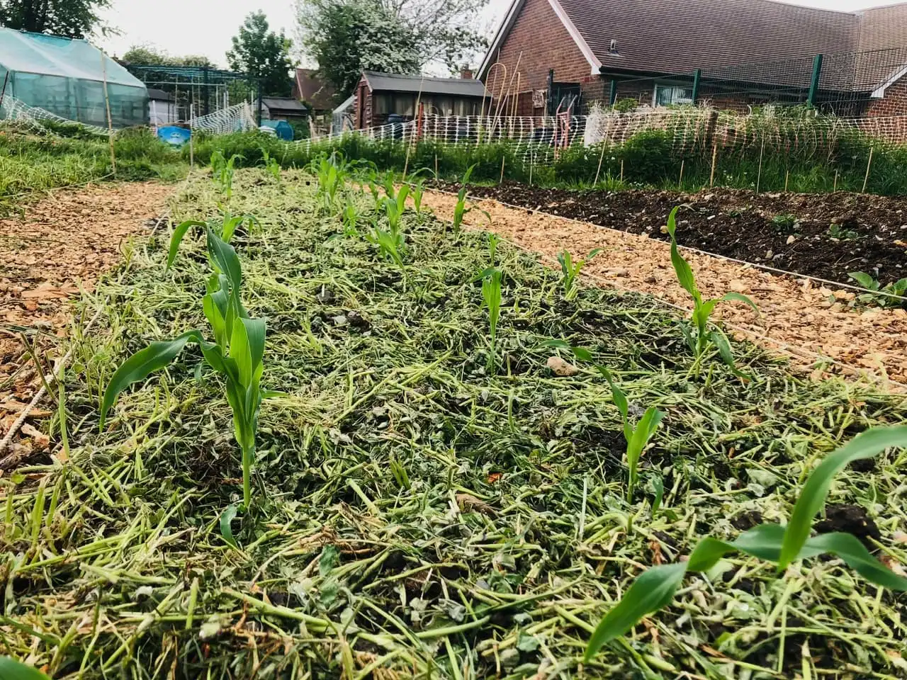 Sweetcorn planted on top of crimson clover Sweetcorn planted on top of crimson clover