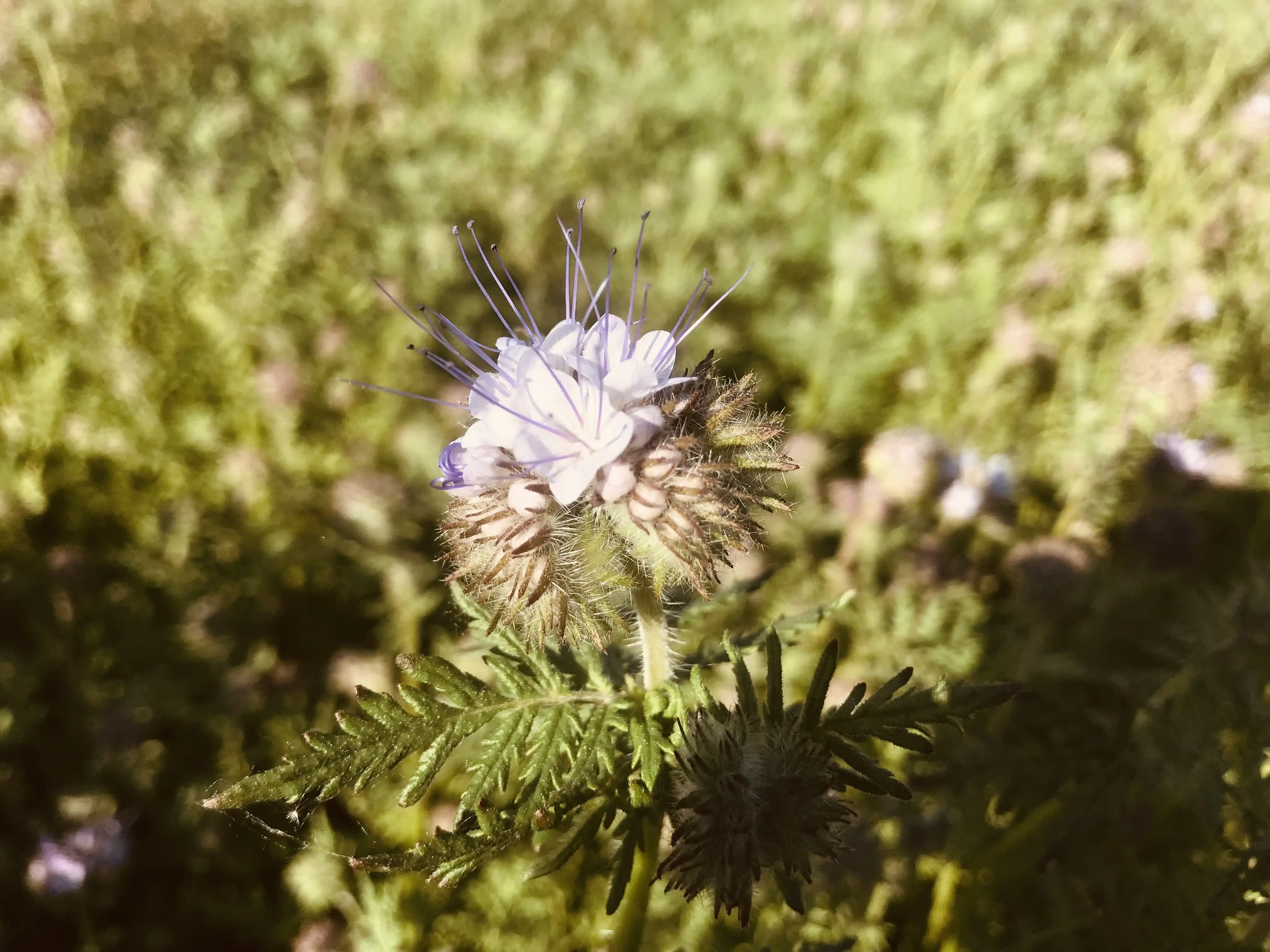 Phacelia flower close up