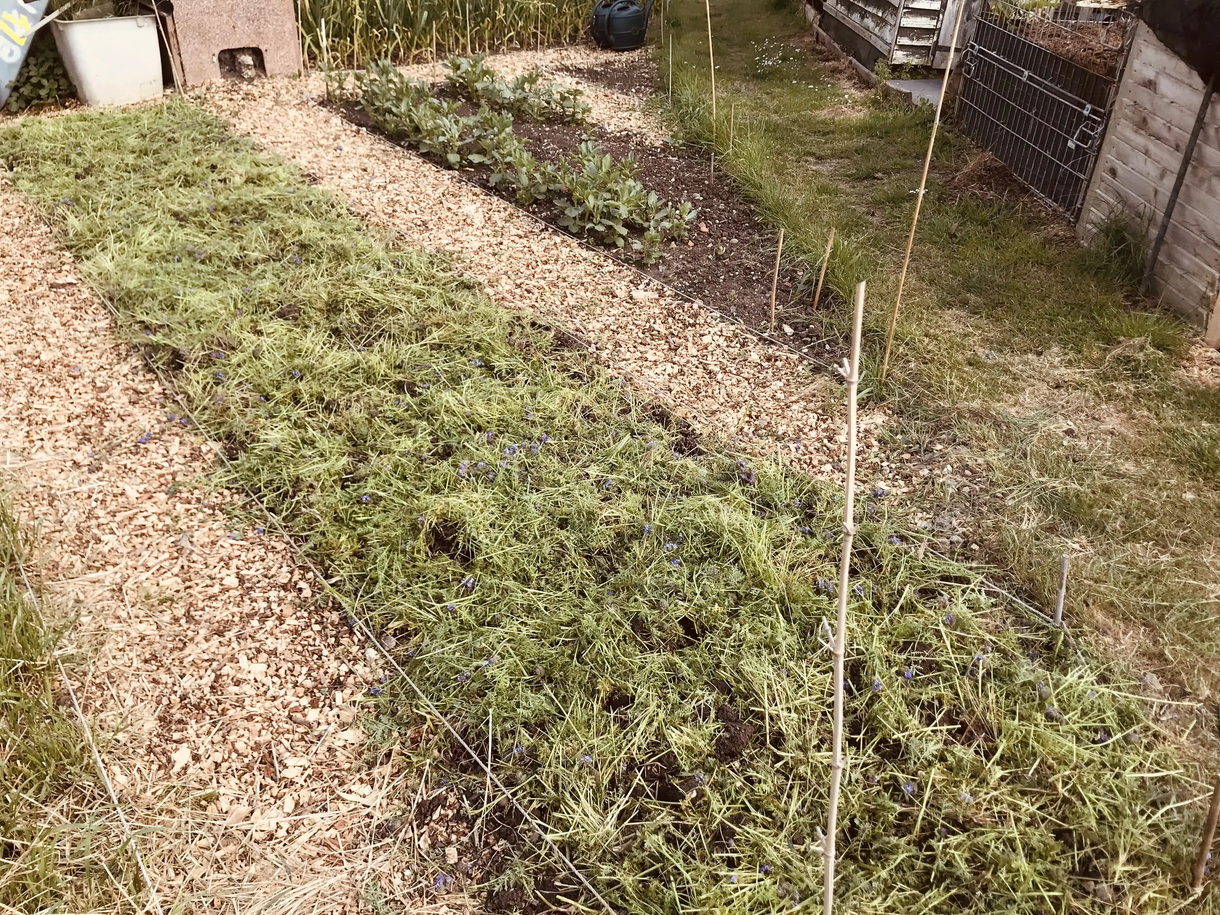Phacelia dug in as cover crop Phacelia dug in as cover crop