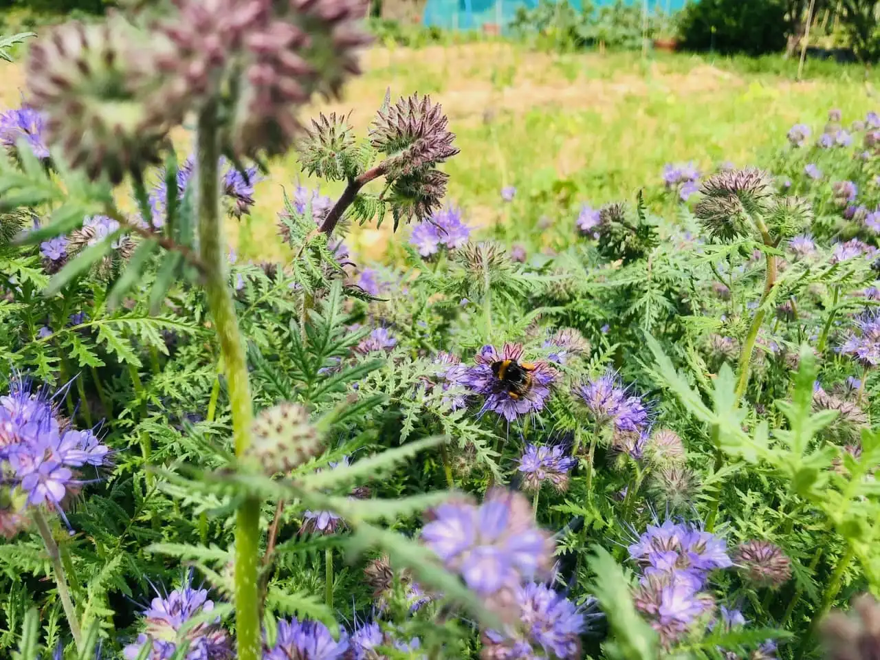 Bee on Phacelia cover crop Bee on Phacelia cover crop
