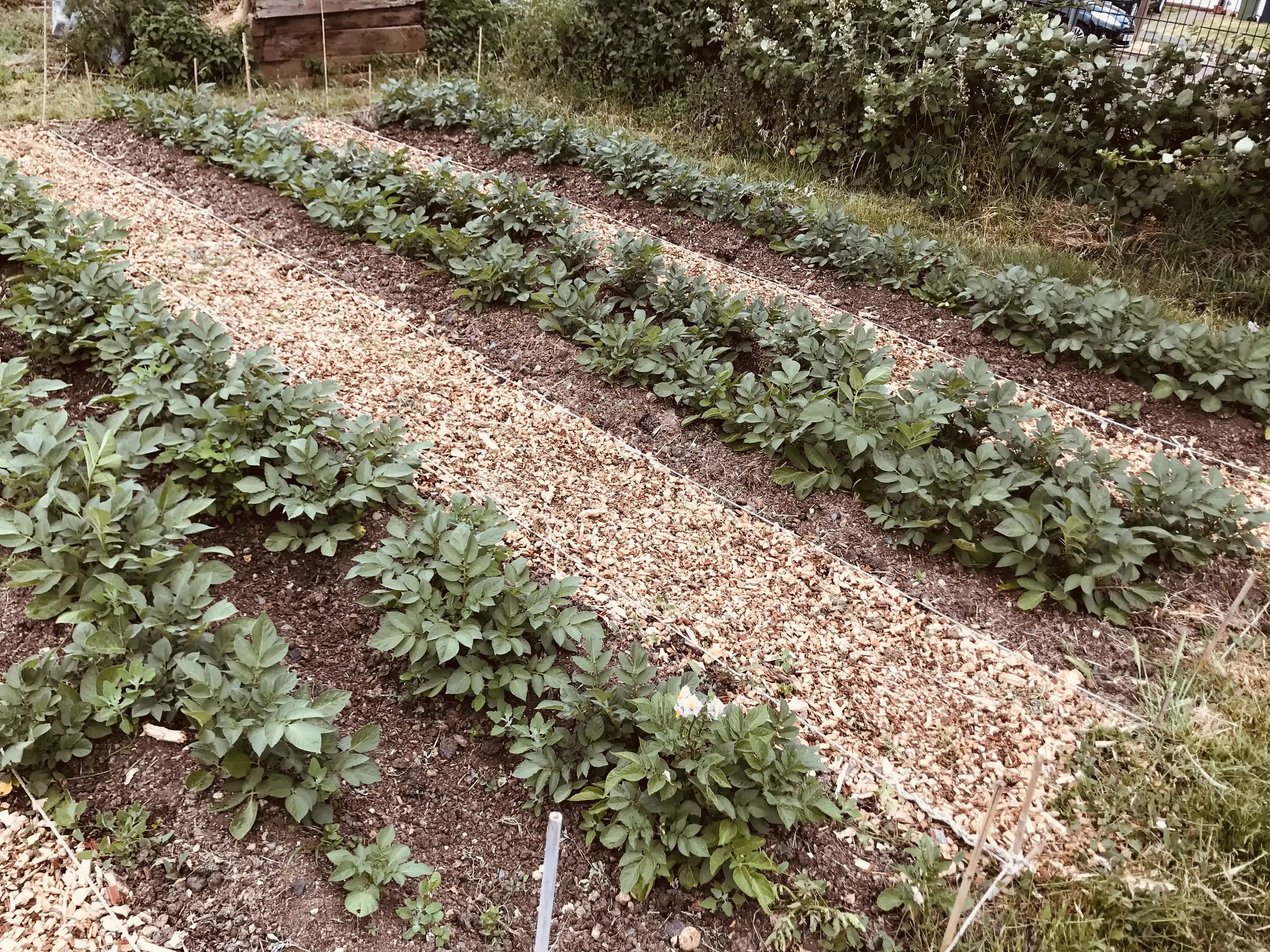 Charlotte & Sarpo Mira potatoes on allotment Charlotte & Sarpo Mira potatoes on allotment