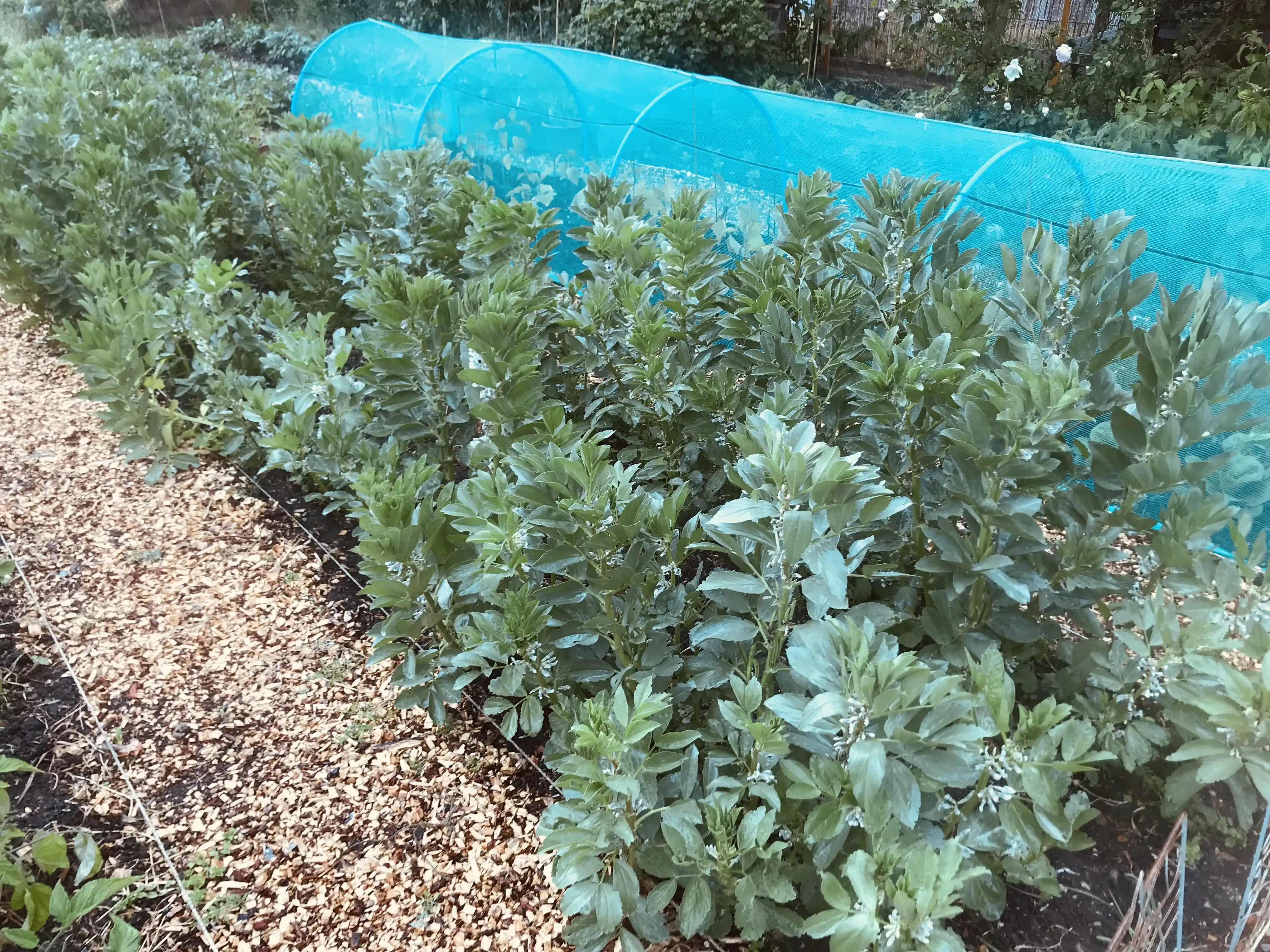 Broad beans on allotment plot