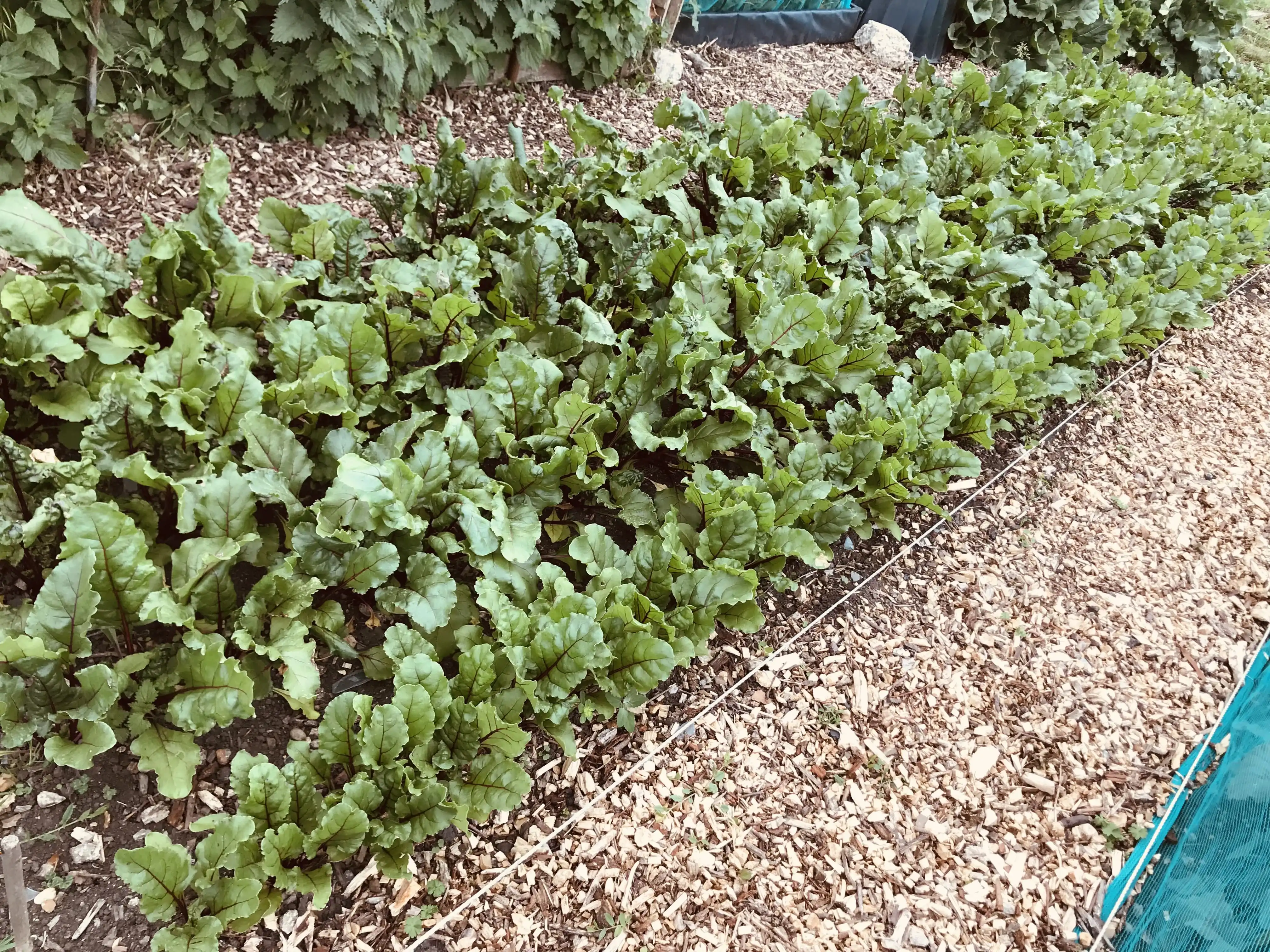 Beetroots on the allotment