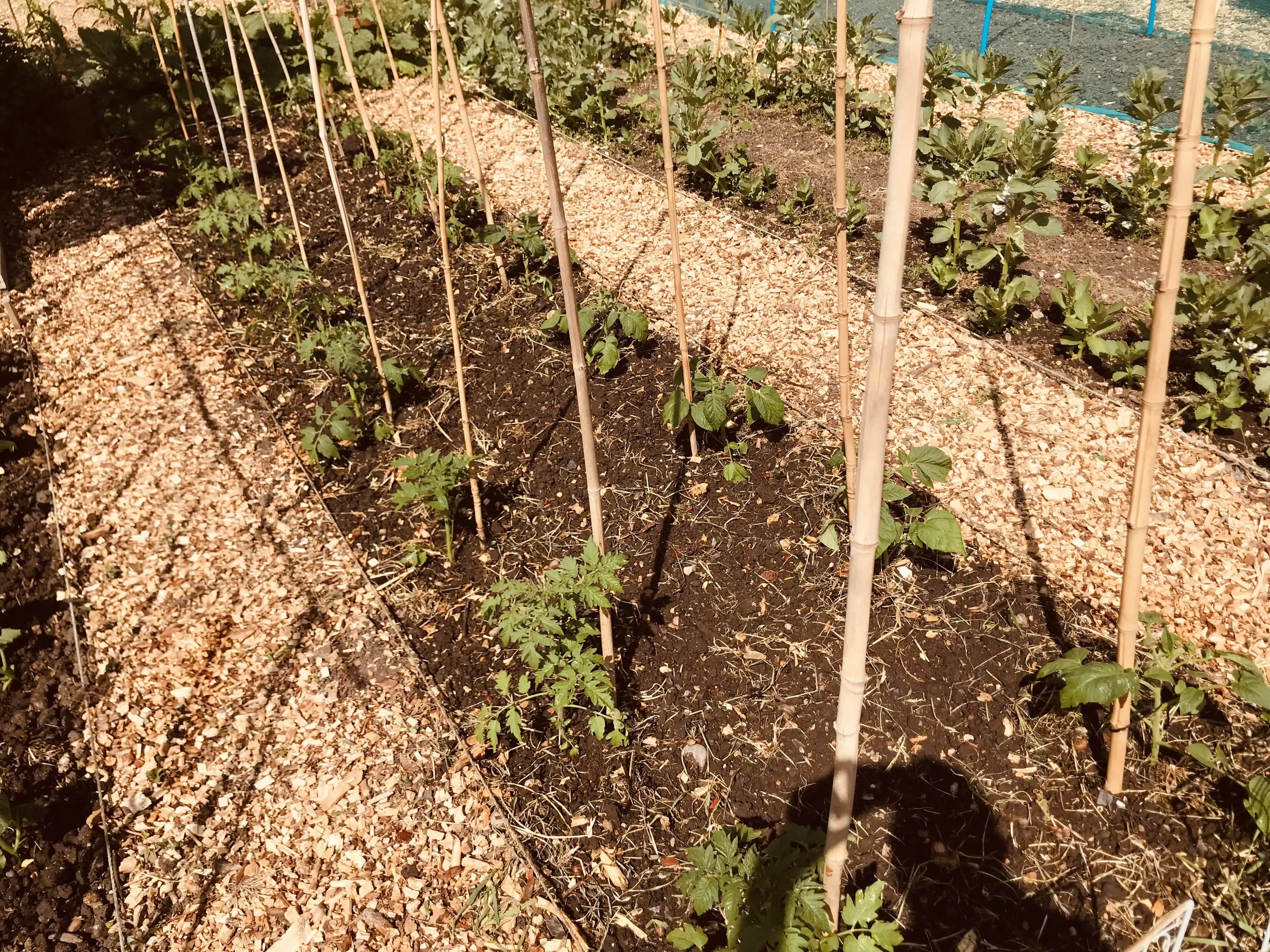 Salad tomatoes planted on allotment