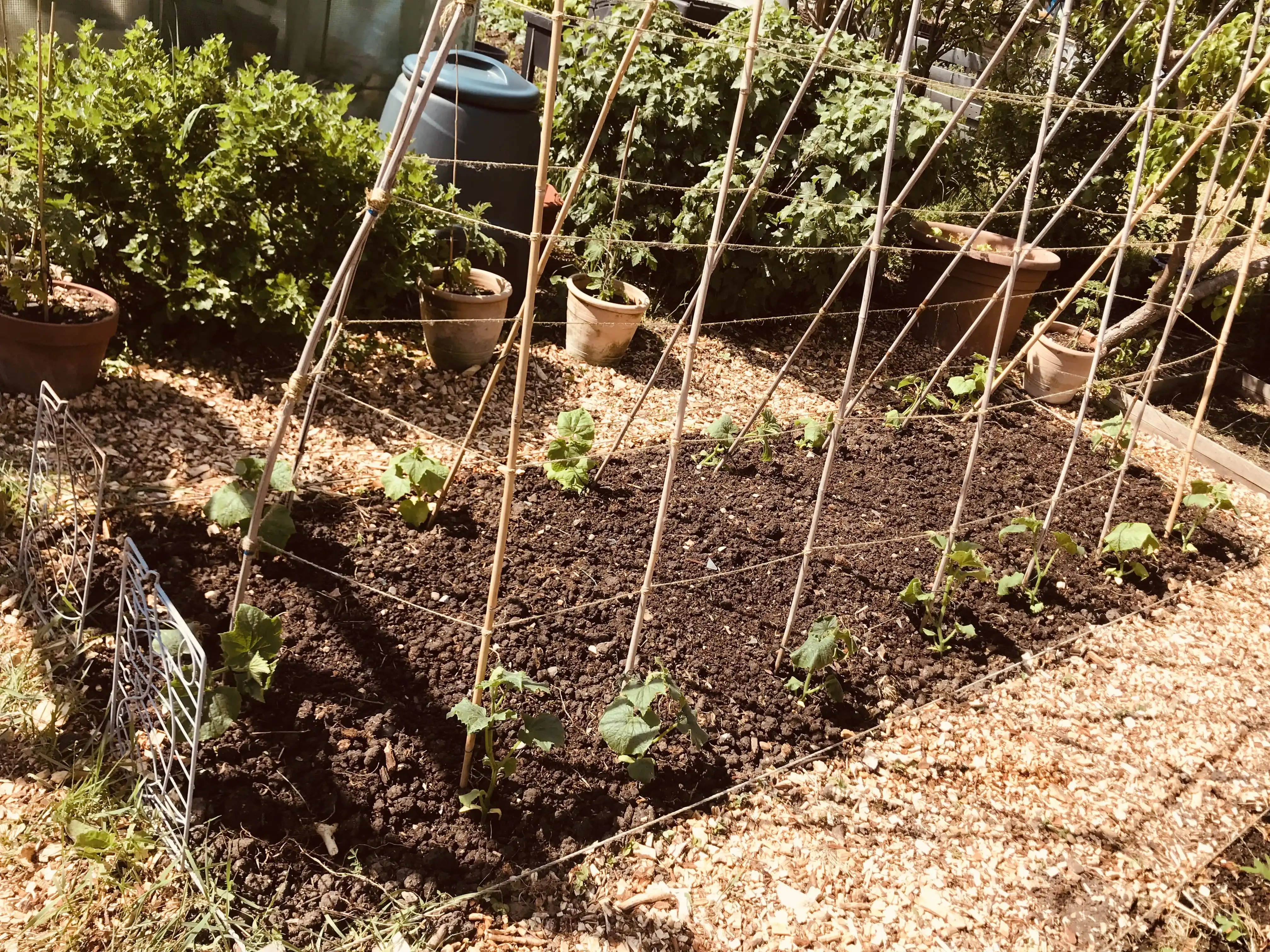 Cucumbers planted on allotment plot