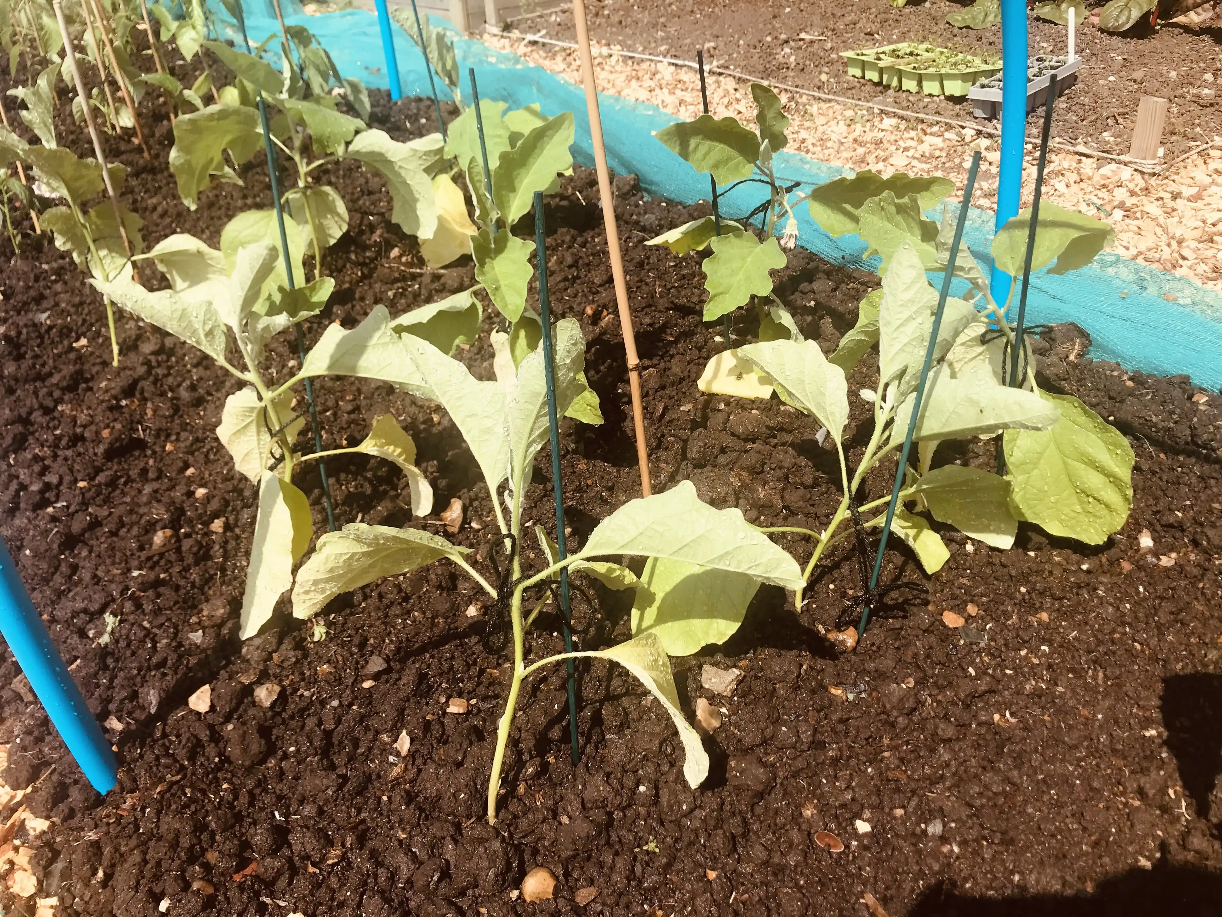 Healthy looking aubergines on allotment plot