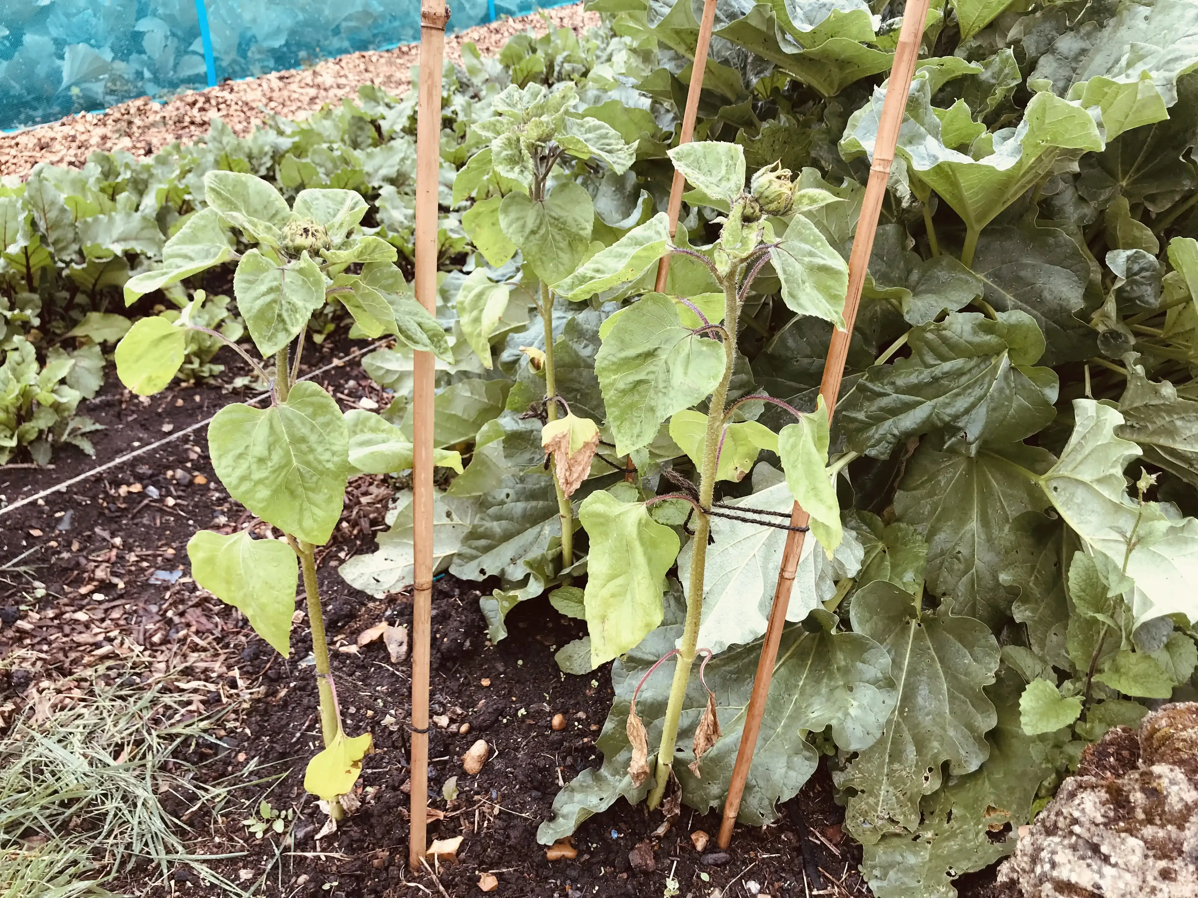 Three young sunflowers on allotment