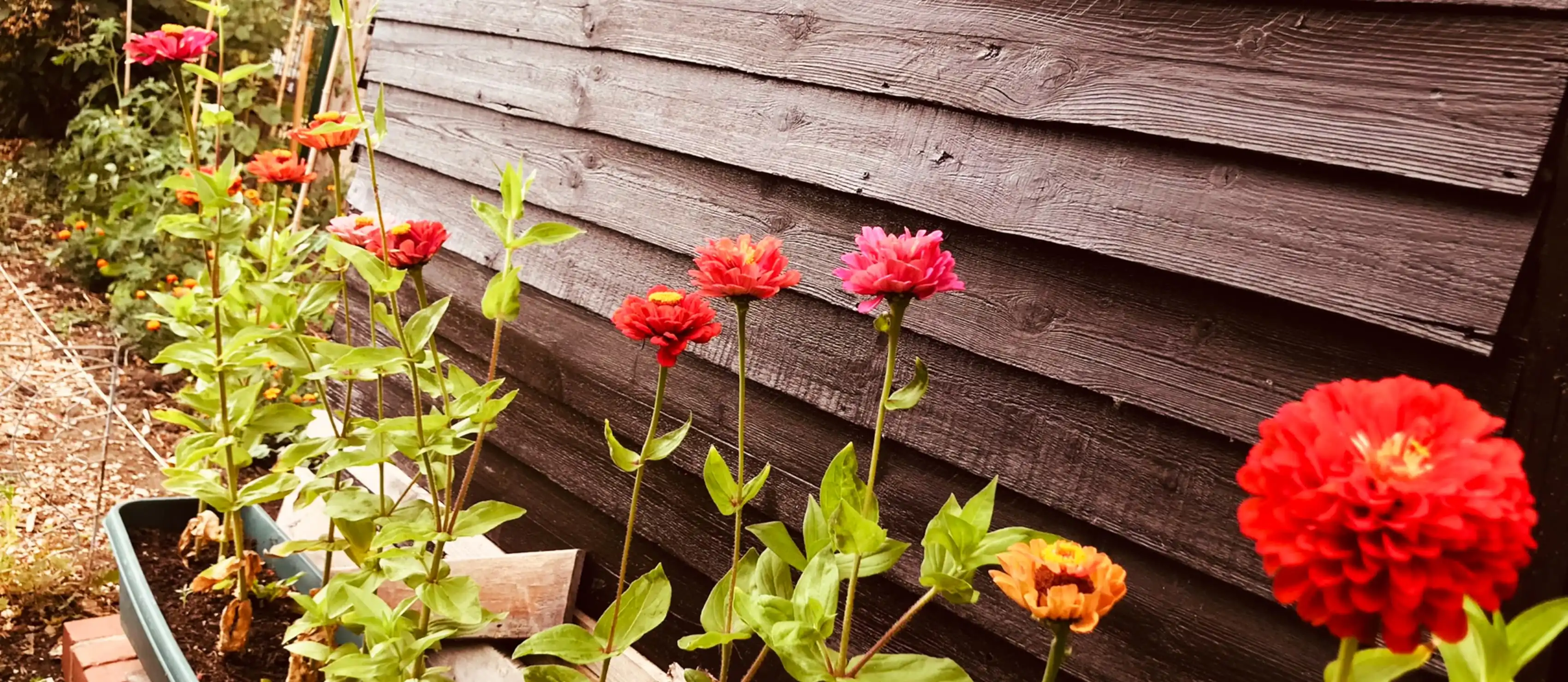 Zinnias in front of allotment shed.
