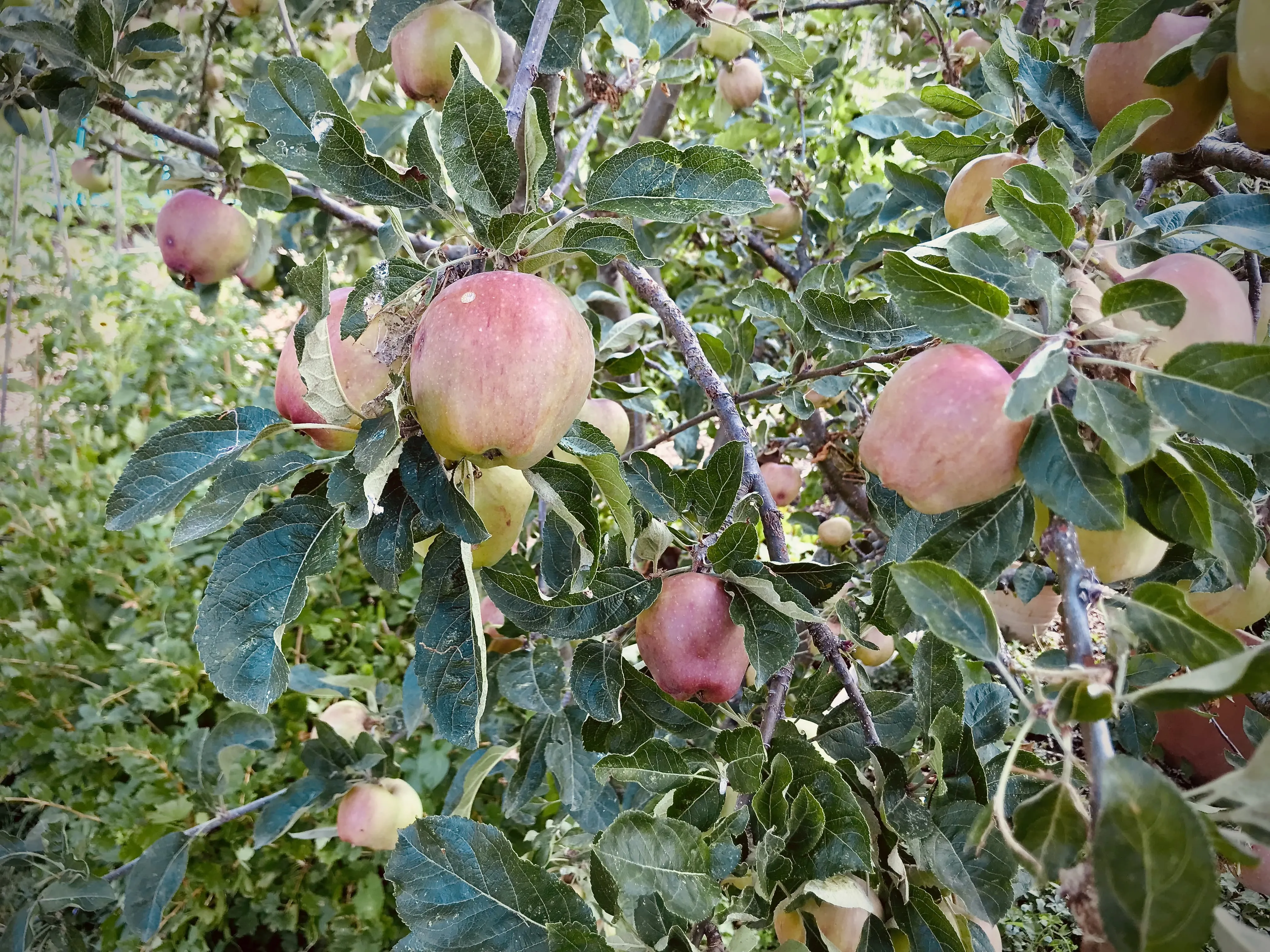 Howgate wonder apple tree.