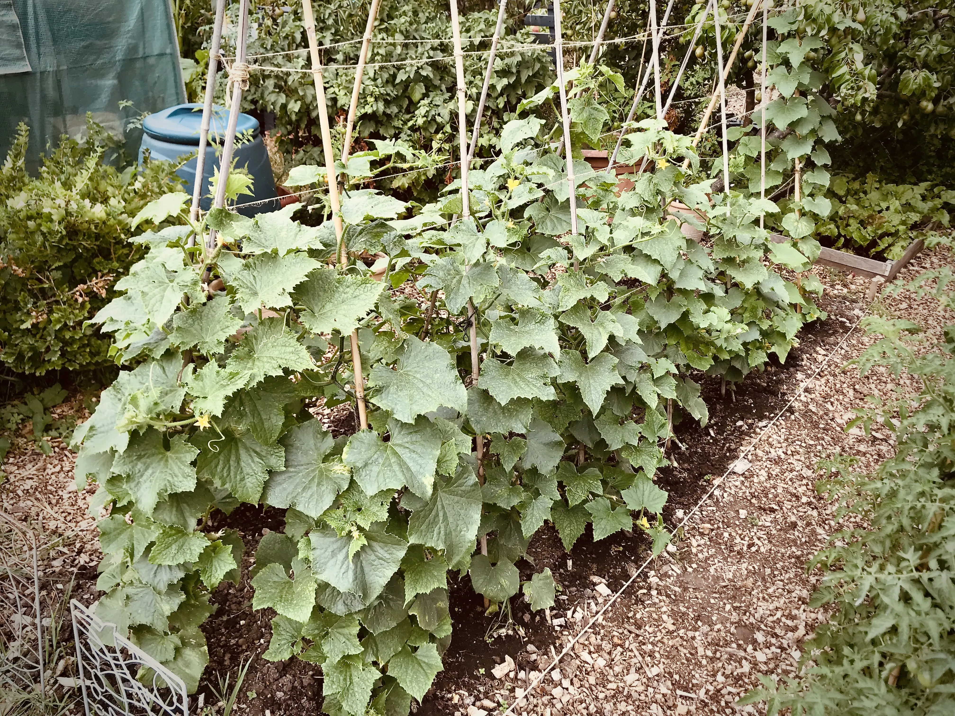 La Diva and Maketmore cucumbers on allotment.