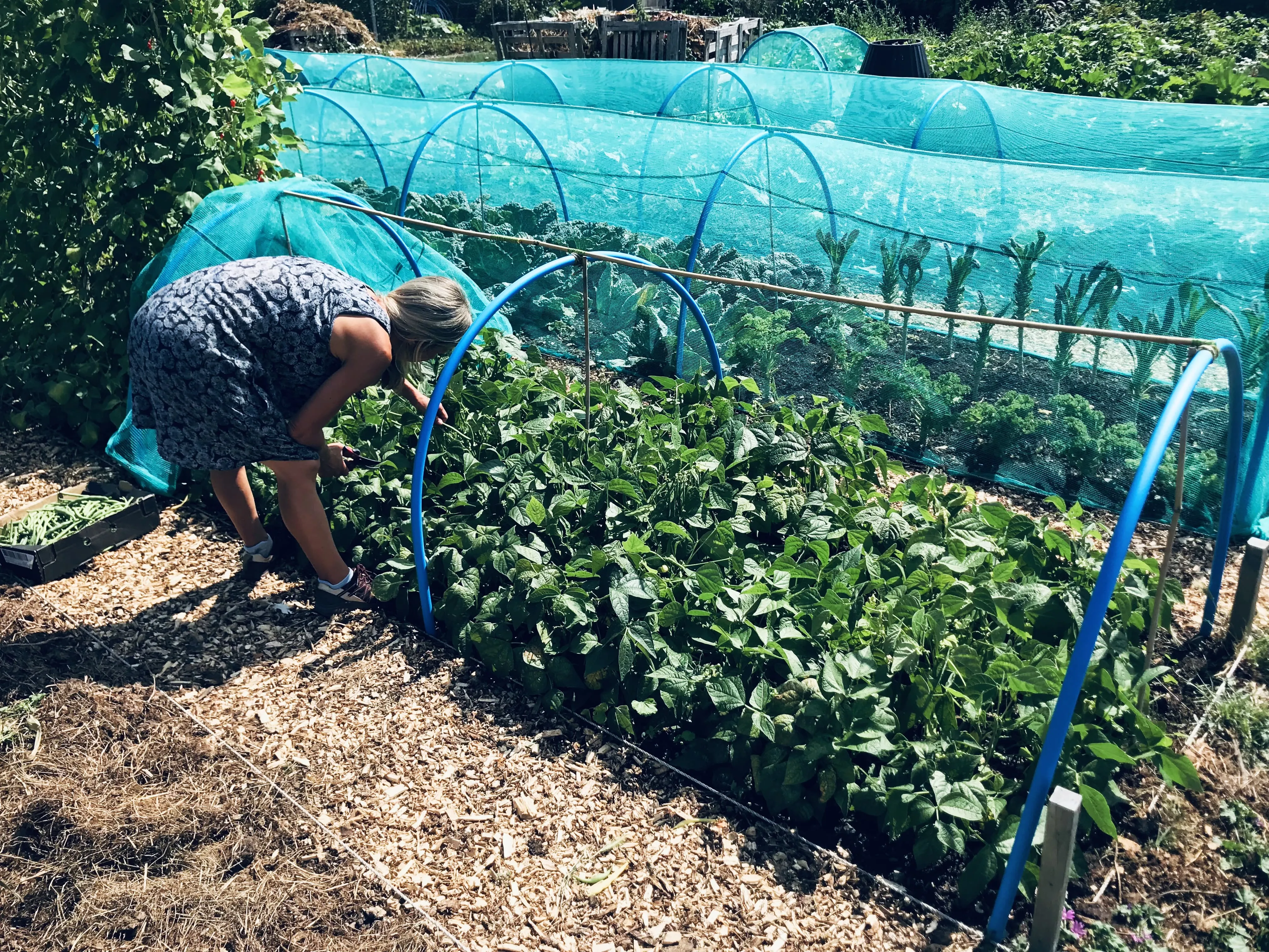 Vicky Salter picking french beans.