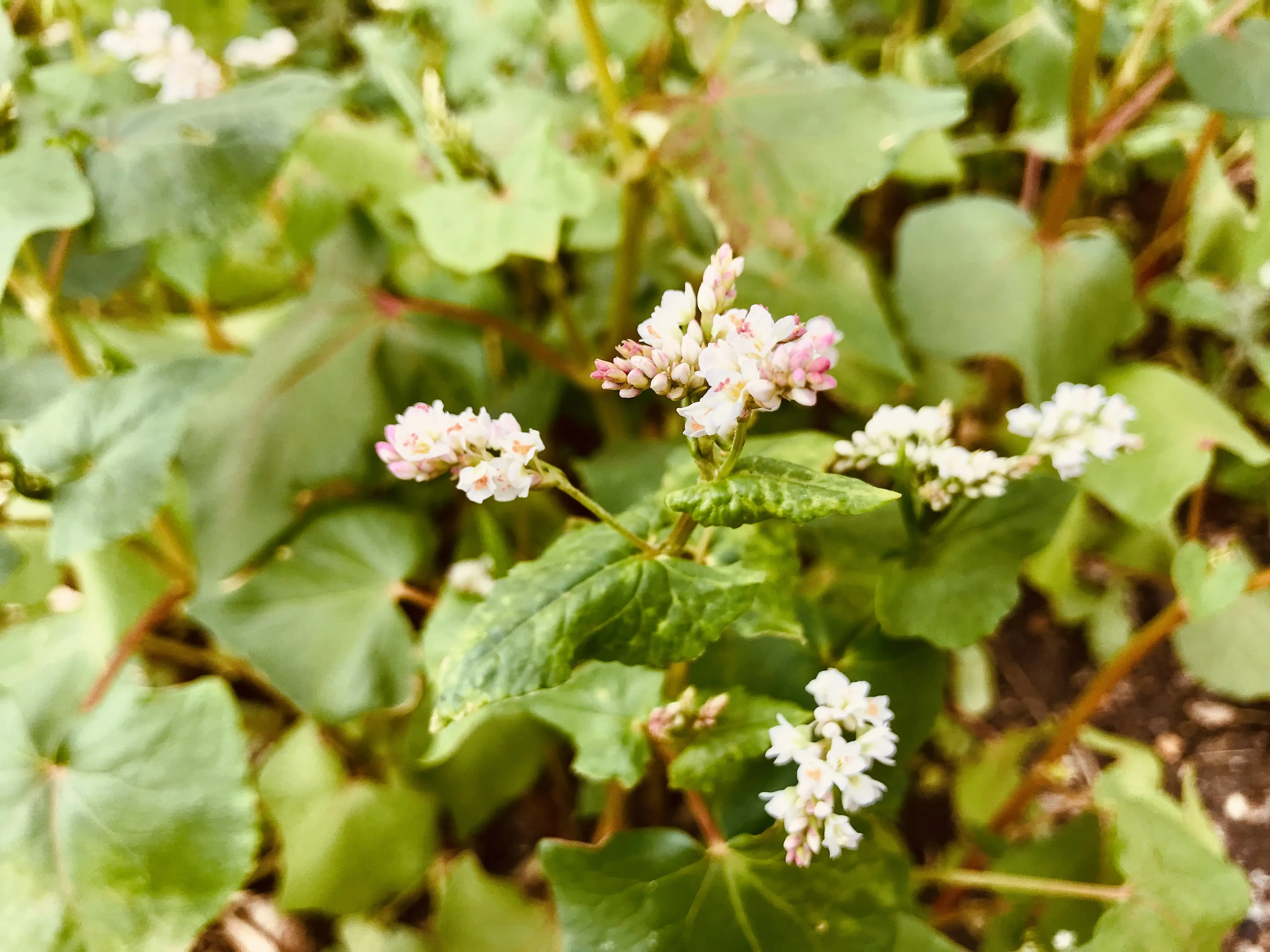 Buckwheat up close on allotment.