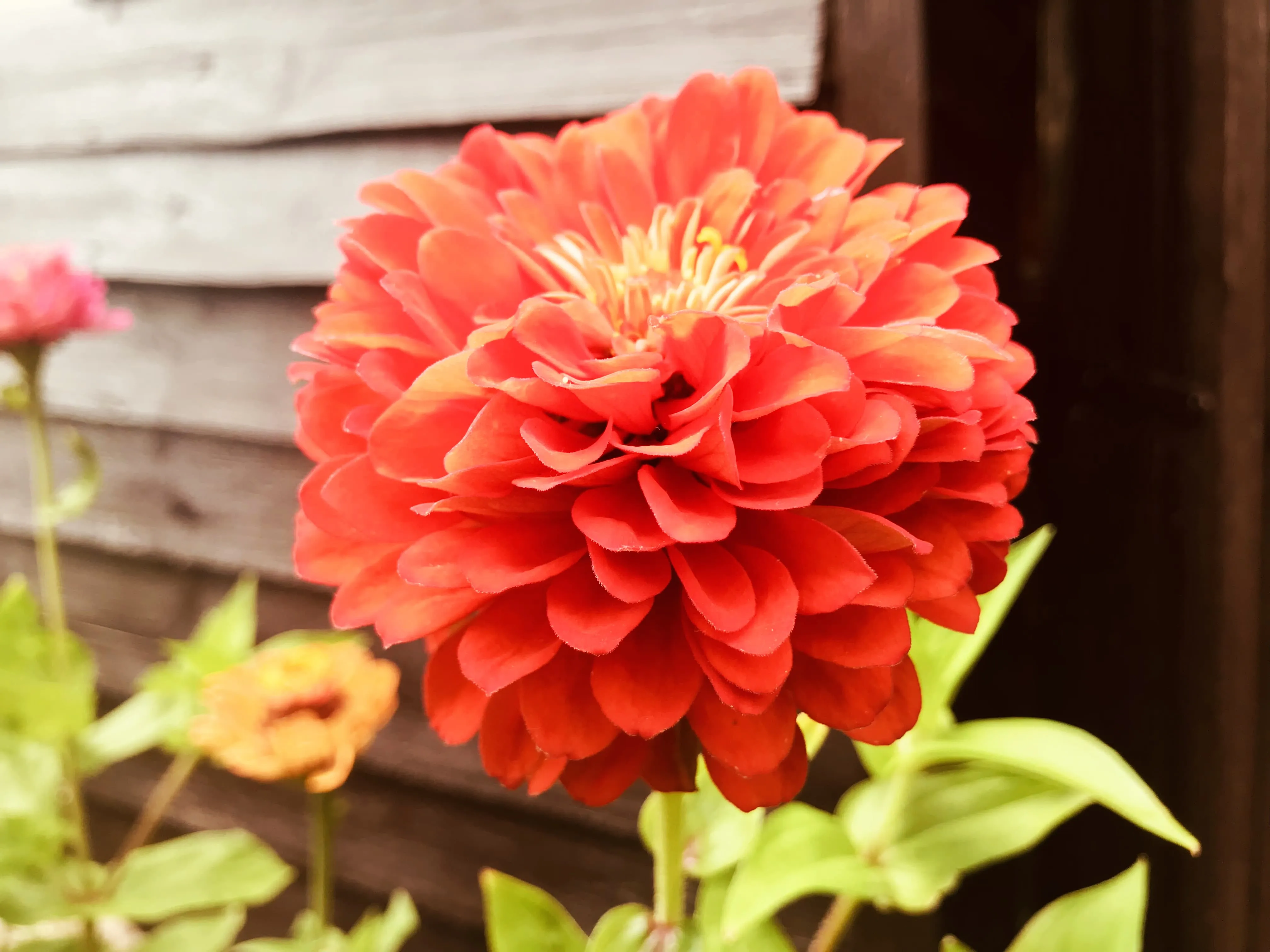Close up of a red zinnia.