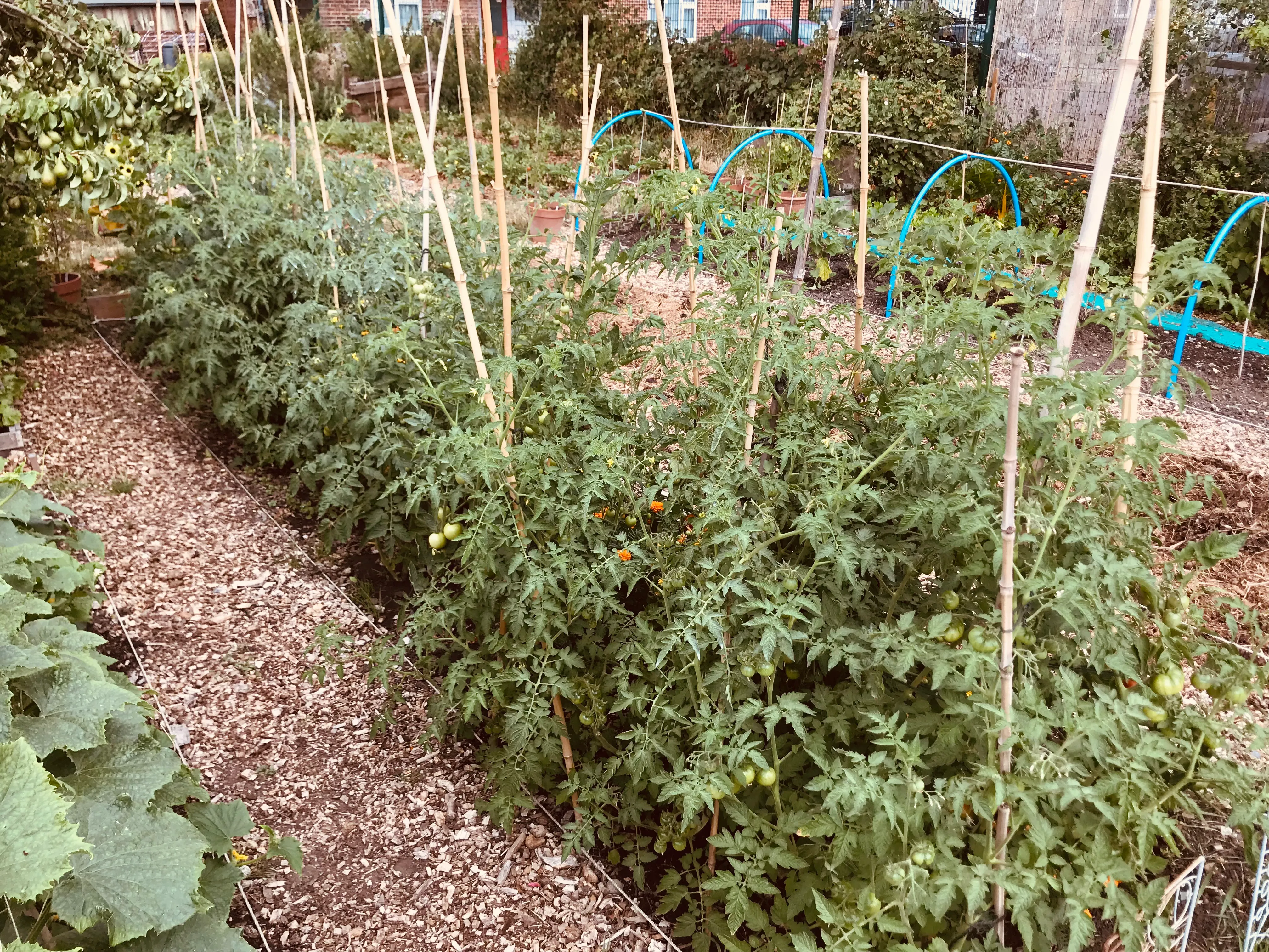 Tomatoes on the allotment.