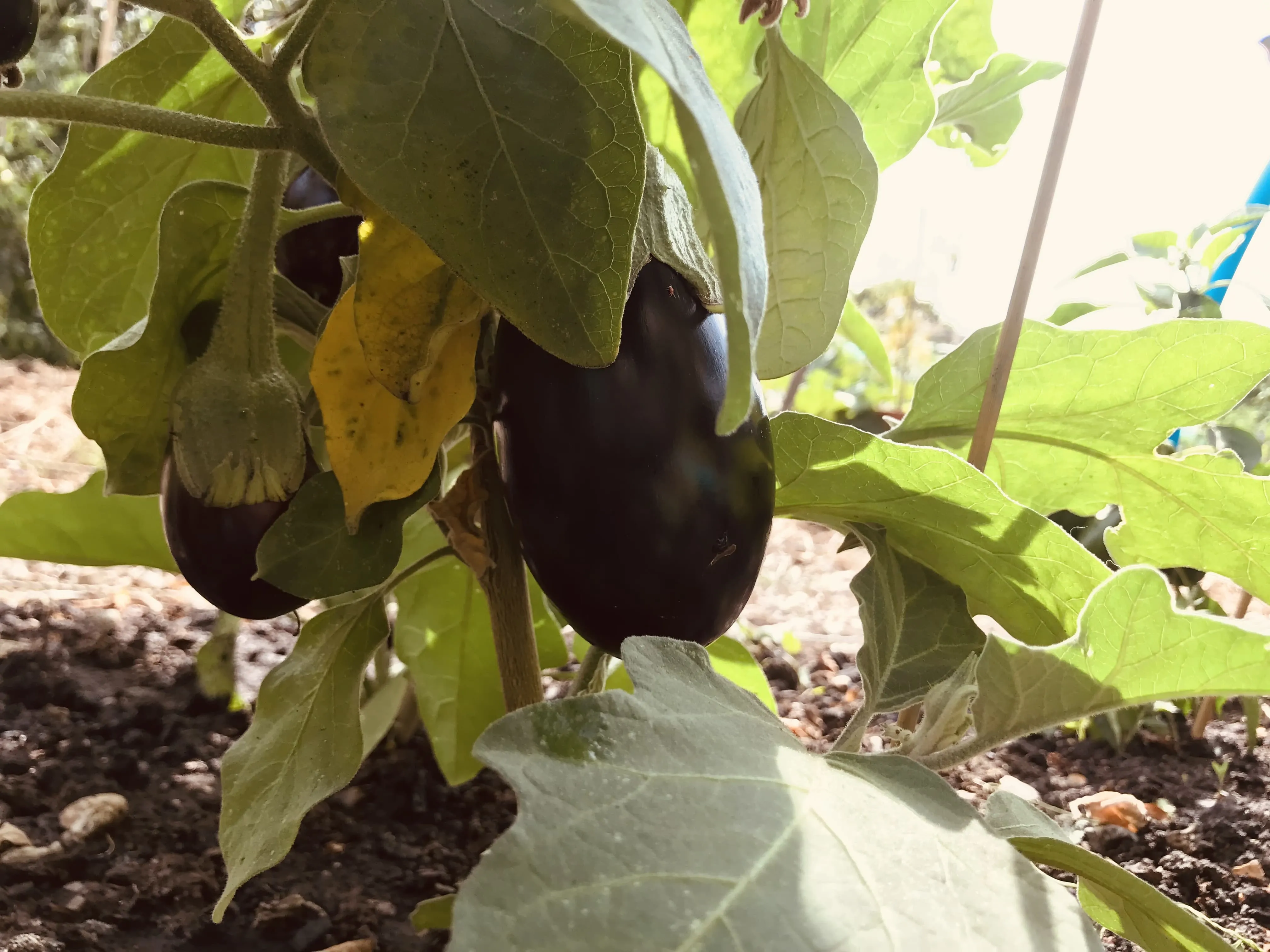 Close of of aubergines on the allotment.