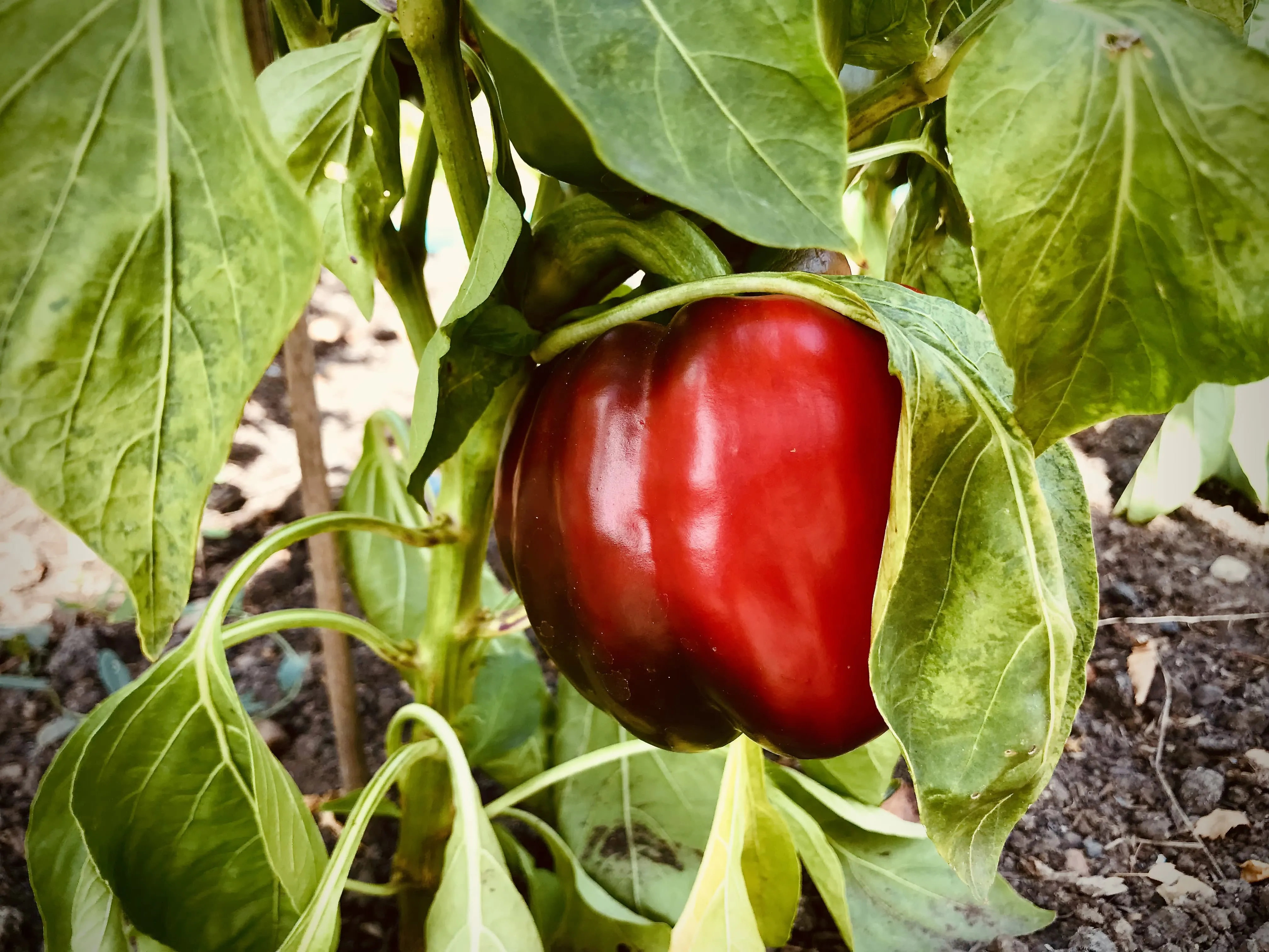 Close up of a red pepper on the allotment.
