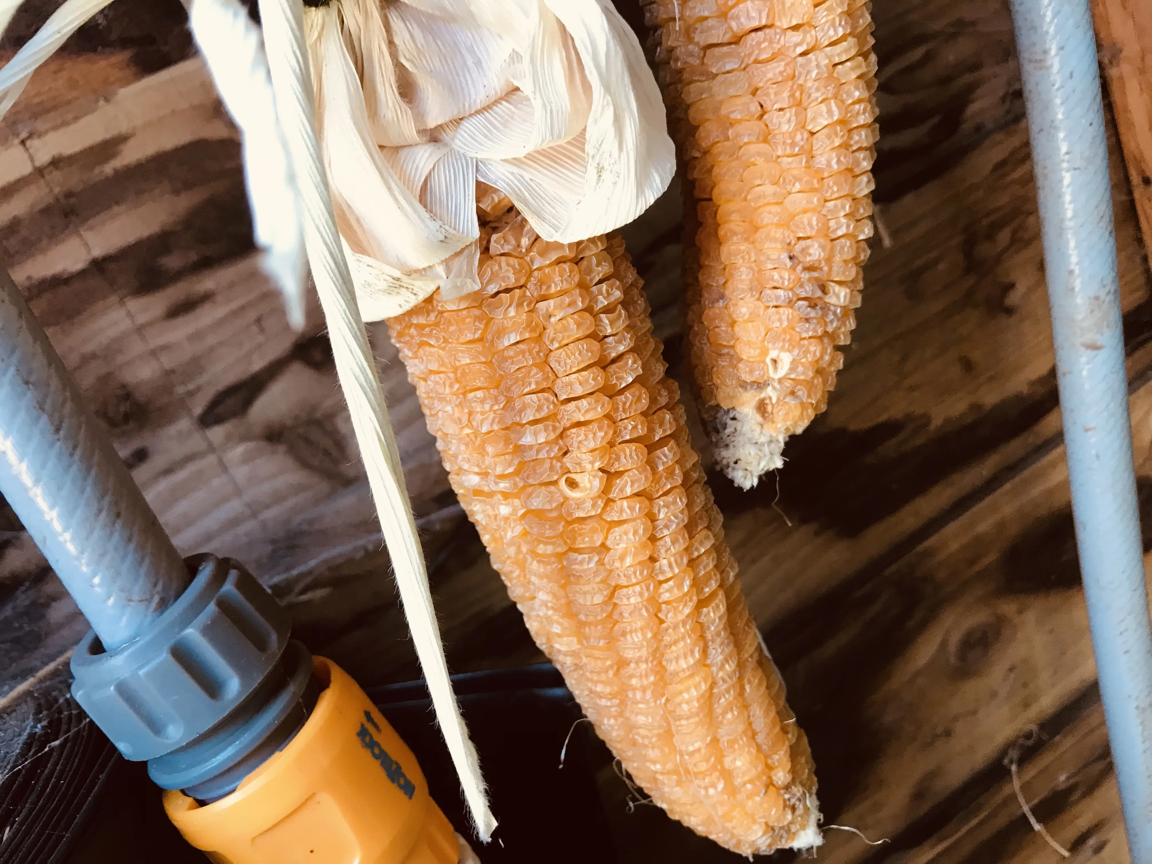 Sweetcorn drying out in the shed.